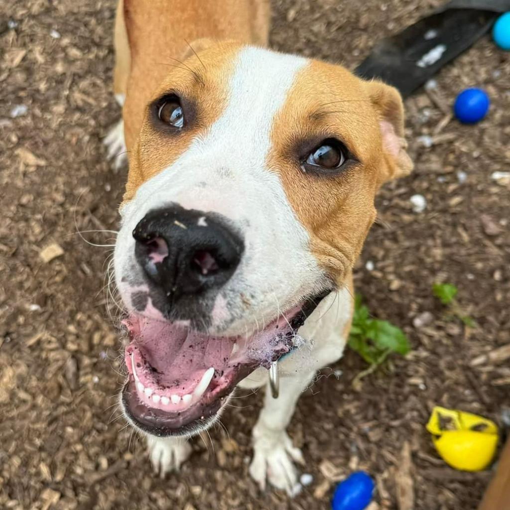 Stallion, a Adoptable Plott Hound in St. Louis, MO image 3/6