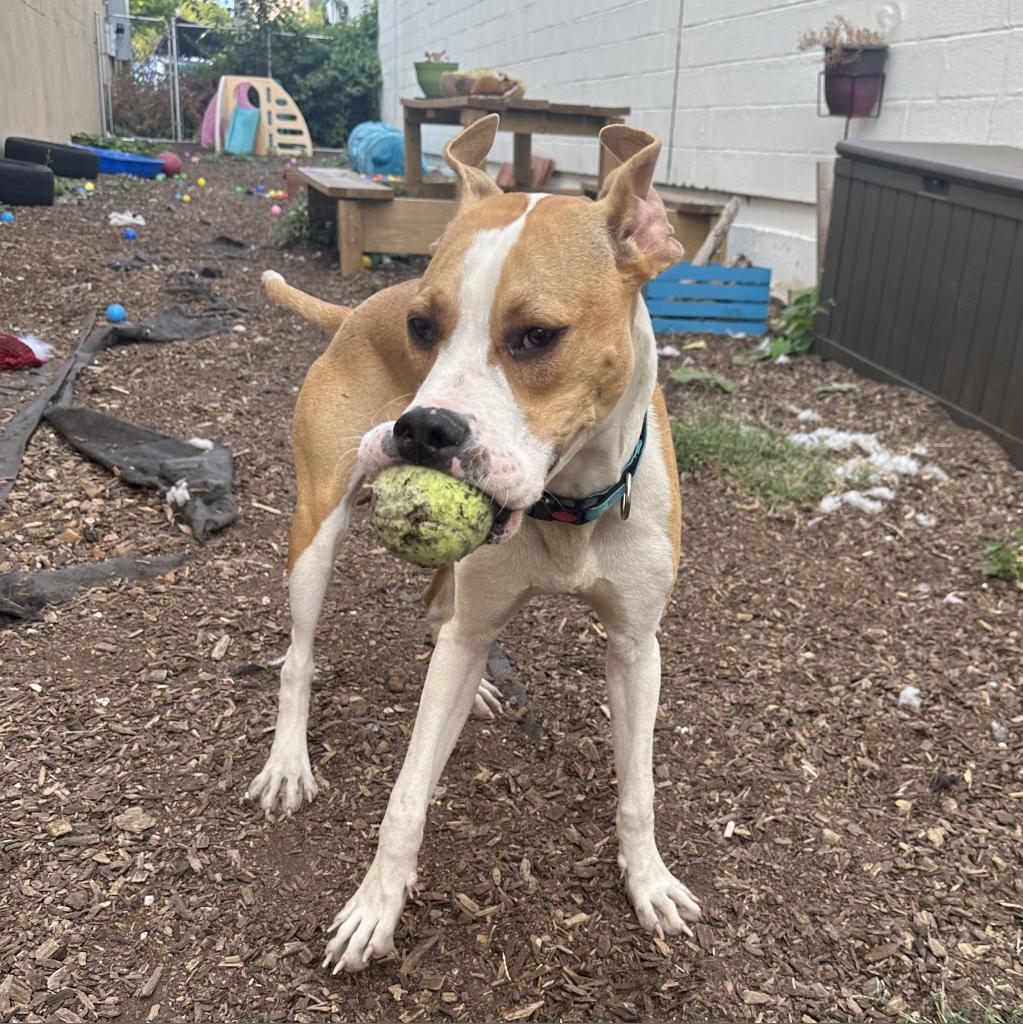 Stallion, a Adoptable Plott Hound in St. Louis, MO image 4/6