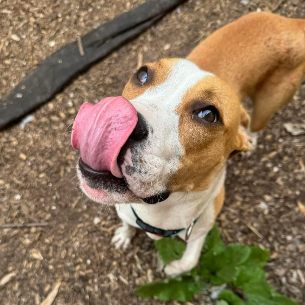 Stallion, a Adoptable Plott Hound in St. Louis, MO image 5/6