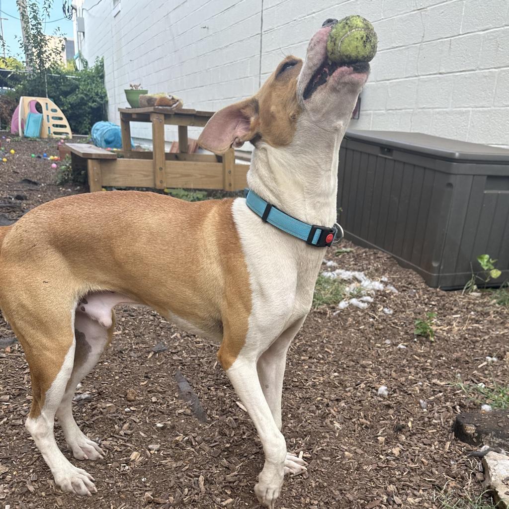Enlarge Stallion, a Adoptable Plott Hound in St. Louis, MO image 5/6