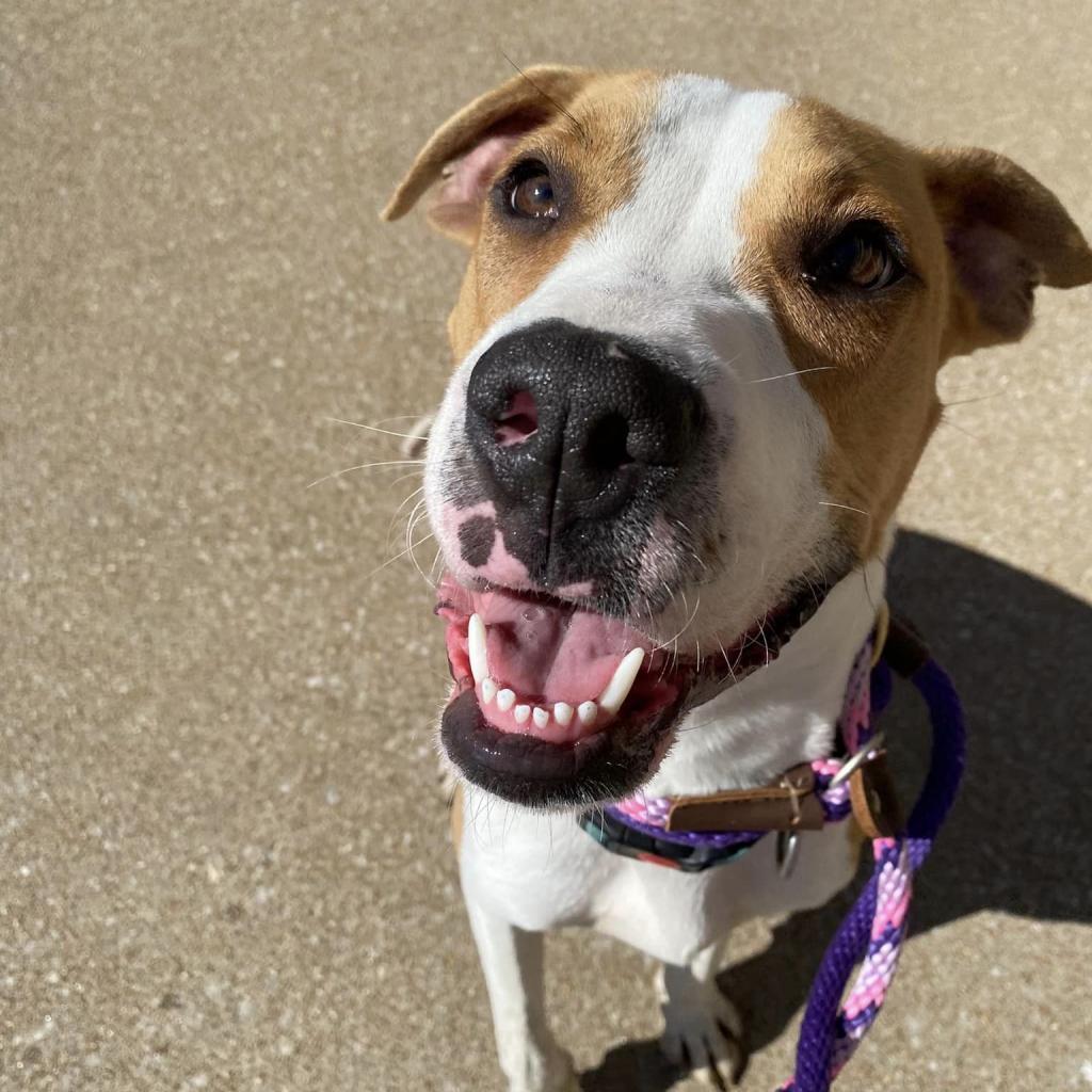 Stallion, a Adoptable Plott Hound in St. Louis, MO image 6/6