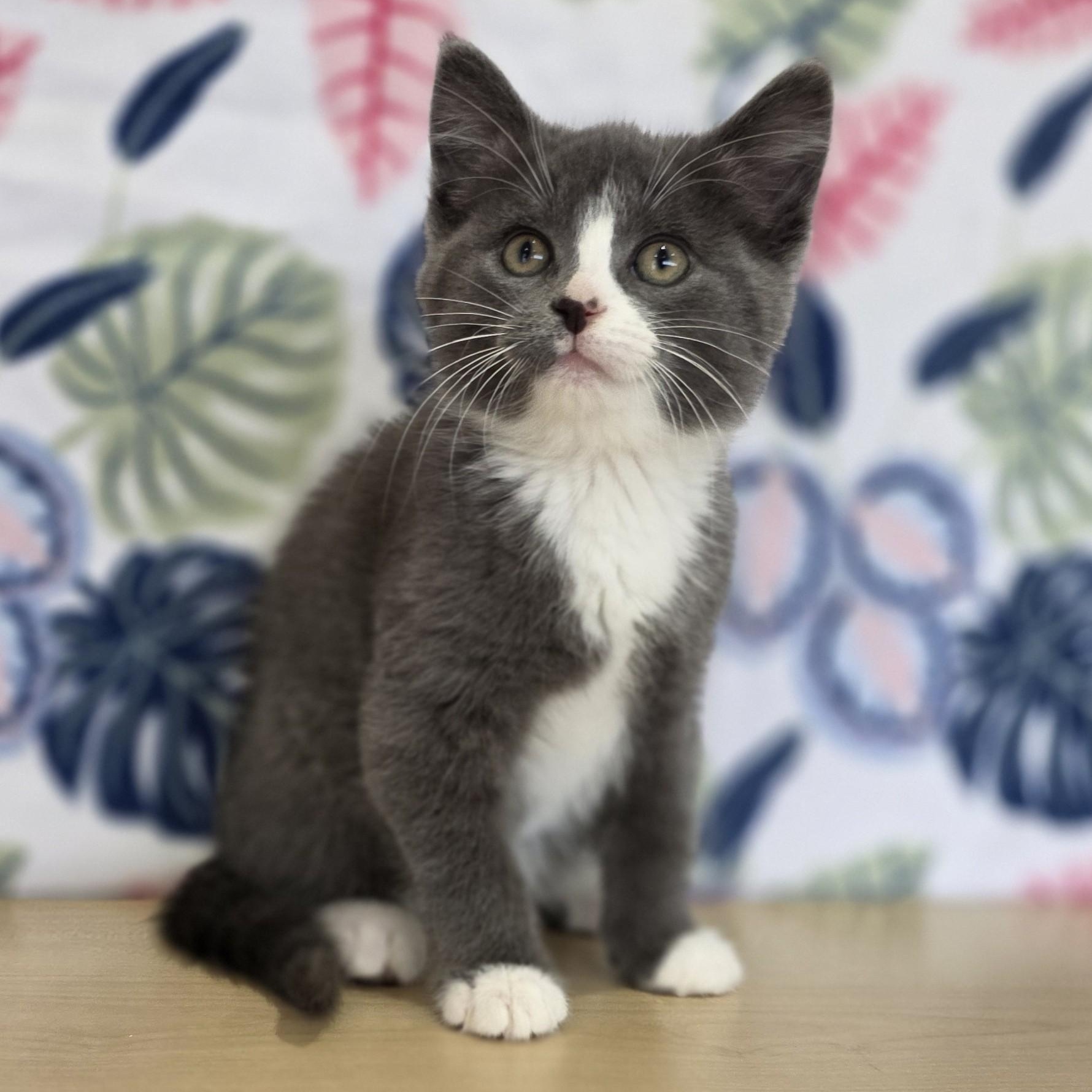 Enlarge Backpack, a ADOPTABLE Domestic Short Hair in Macomb Twp, MI image 1/4