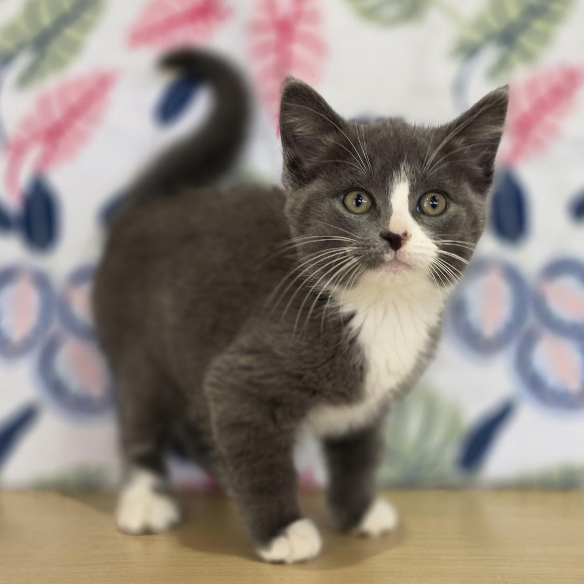 Enlarge Backpack, a ADOPTABLE Domestic Short Hair in Macomb Twp, MI image 3/4