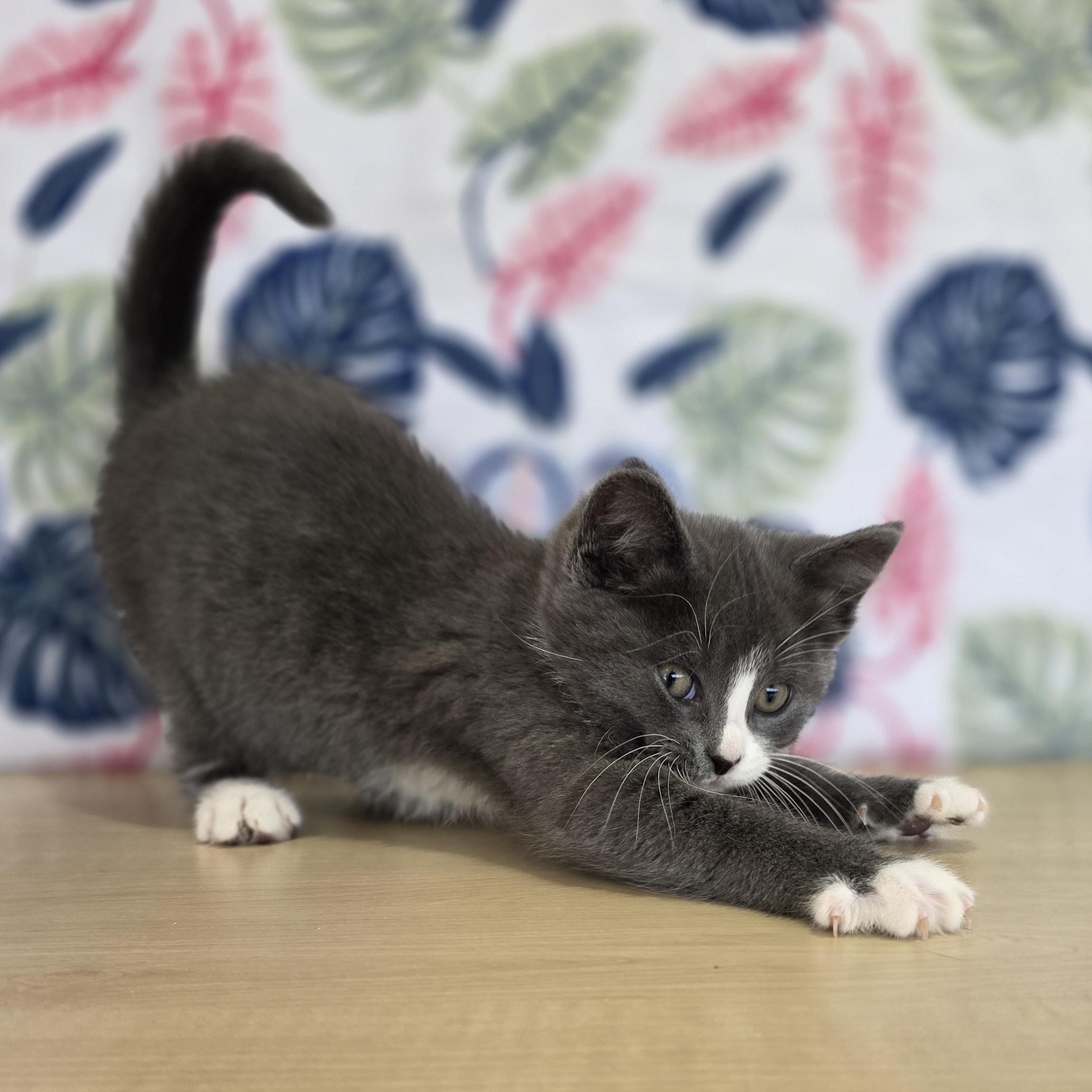 Enlarge Backpack, a ADOPTABLE Domestic Short Hair in Macomb Twp, MI image 4/4
