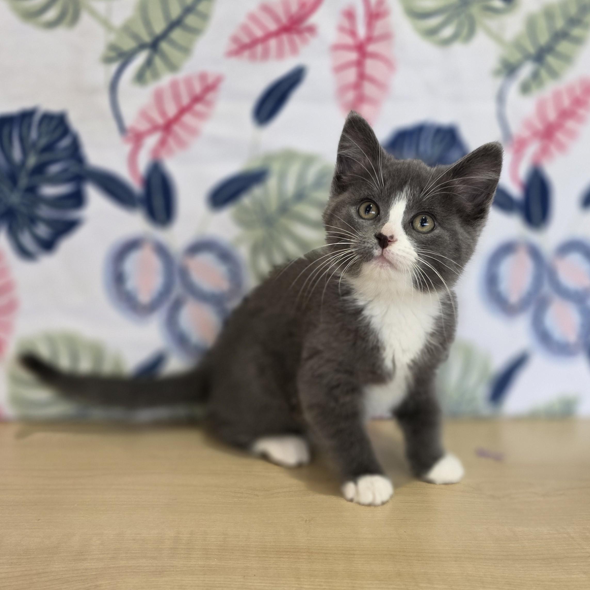 Enlarge Backpack, a ADOPTABLE Domestic Short Hair in Macomb Twp, MI image 2/4