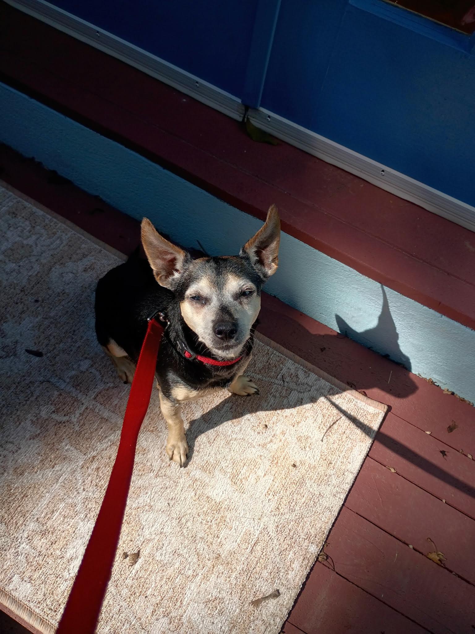 Enlarge Dannie, a Adoptable mixed breed in Maybrook, NY image 5/6
