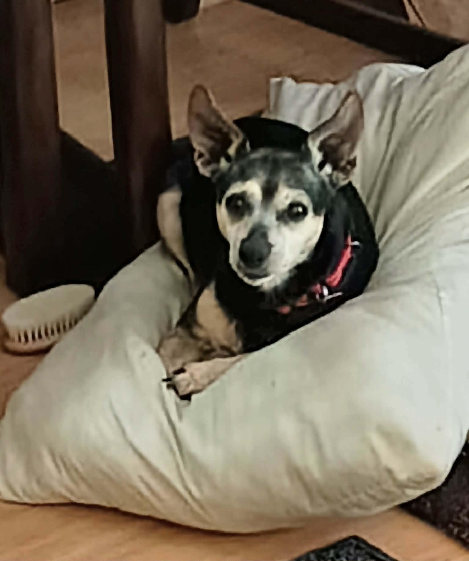 Dannie, Adoptable, Adult Female Chihuahua.