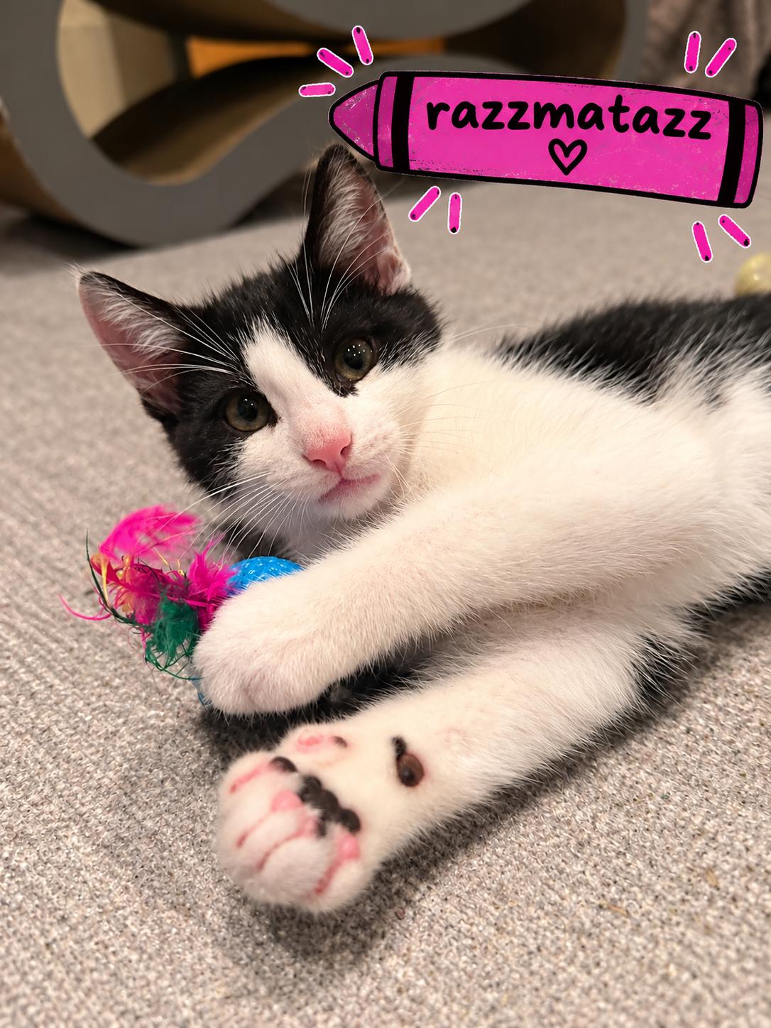 Razzmatazz, Adopted, Kitten Male Domestic Short Hair.