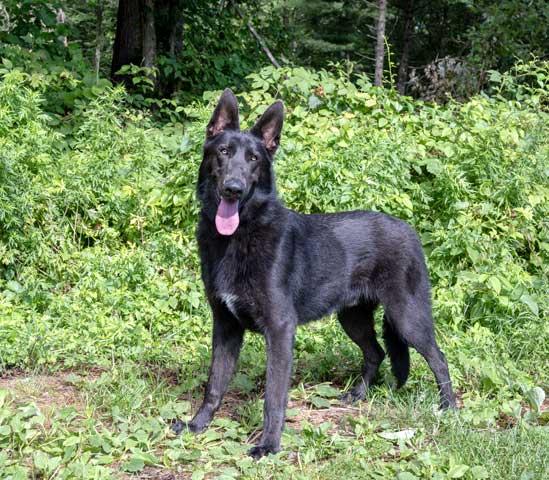 Shadow, Adopted, Young Male German Shepherd Dog.