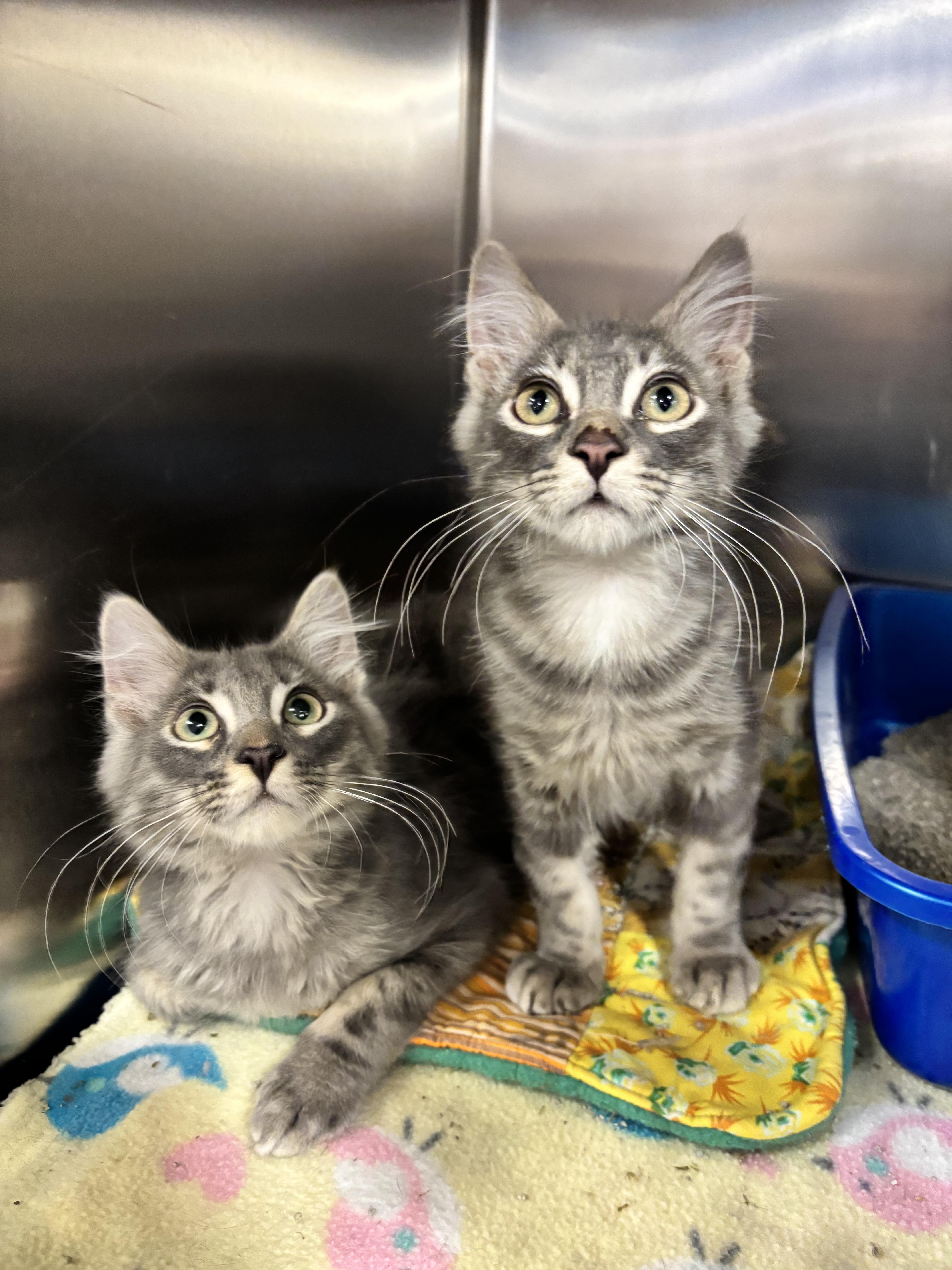 Chinook, Adopted, Young Female Domestic Medium Hair.