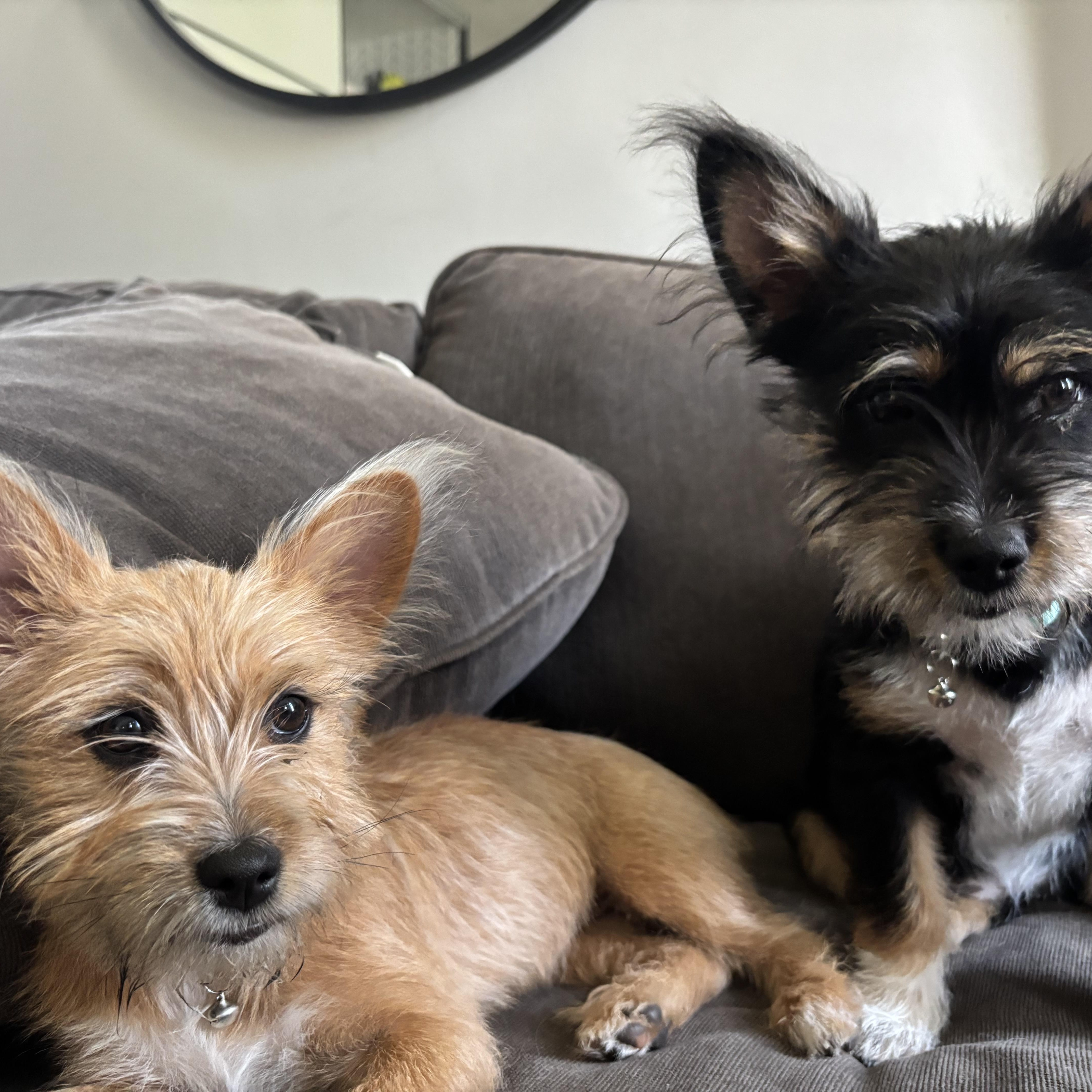 Winnie, an adopted mixed breed in Rochester Hills, MI image 2/3