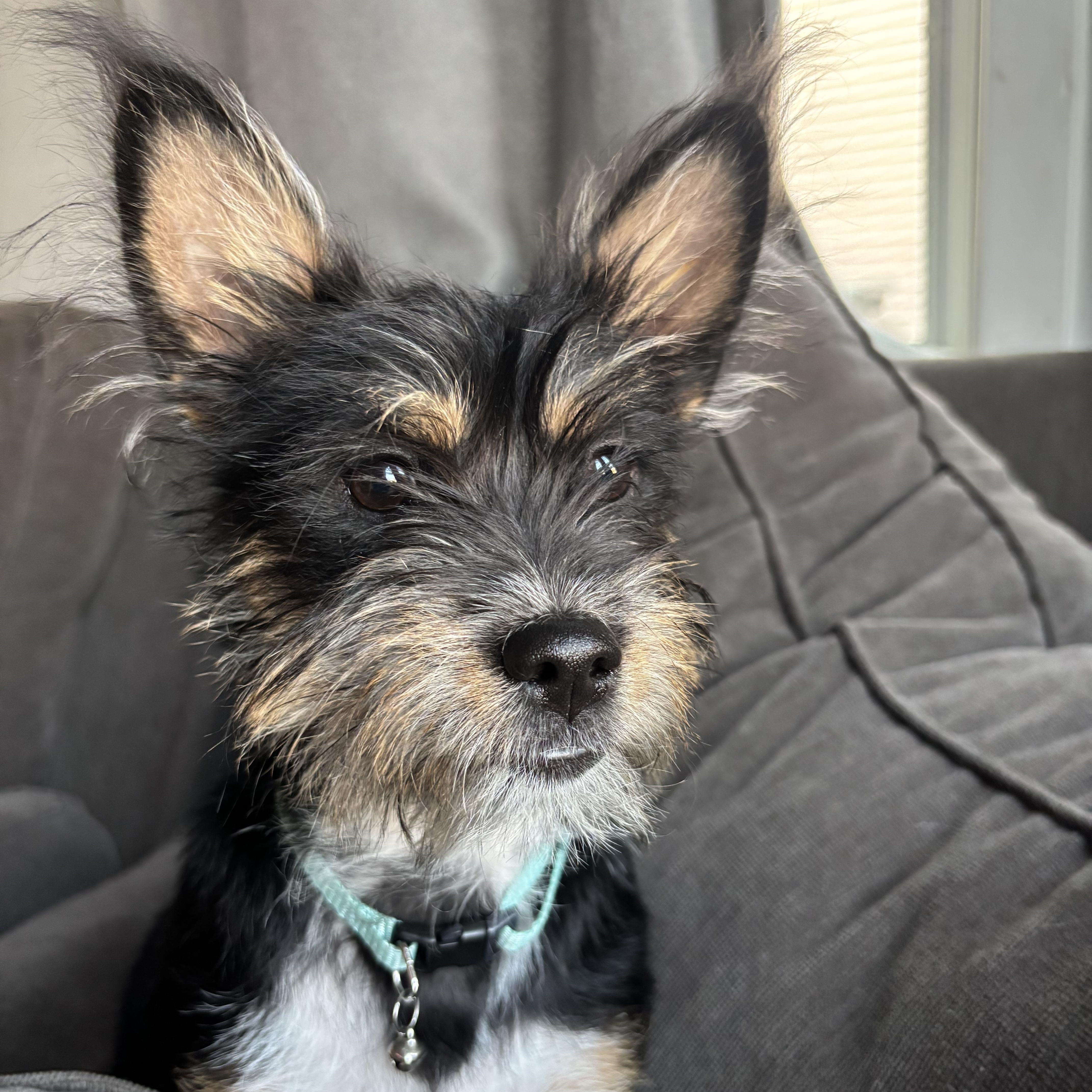 Winnie, an adopted mixed breed in Rochester Hills, MI image 1/3