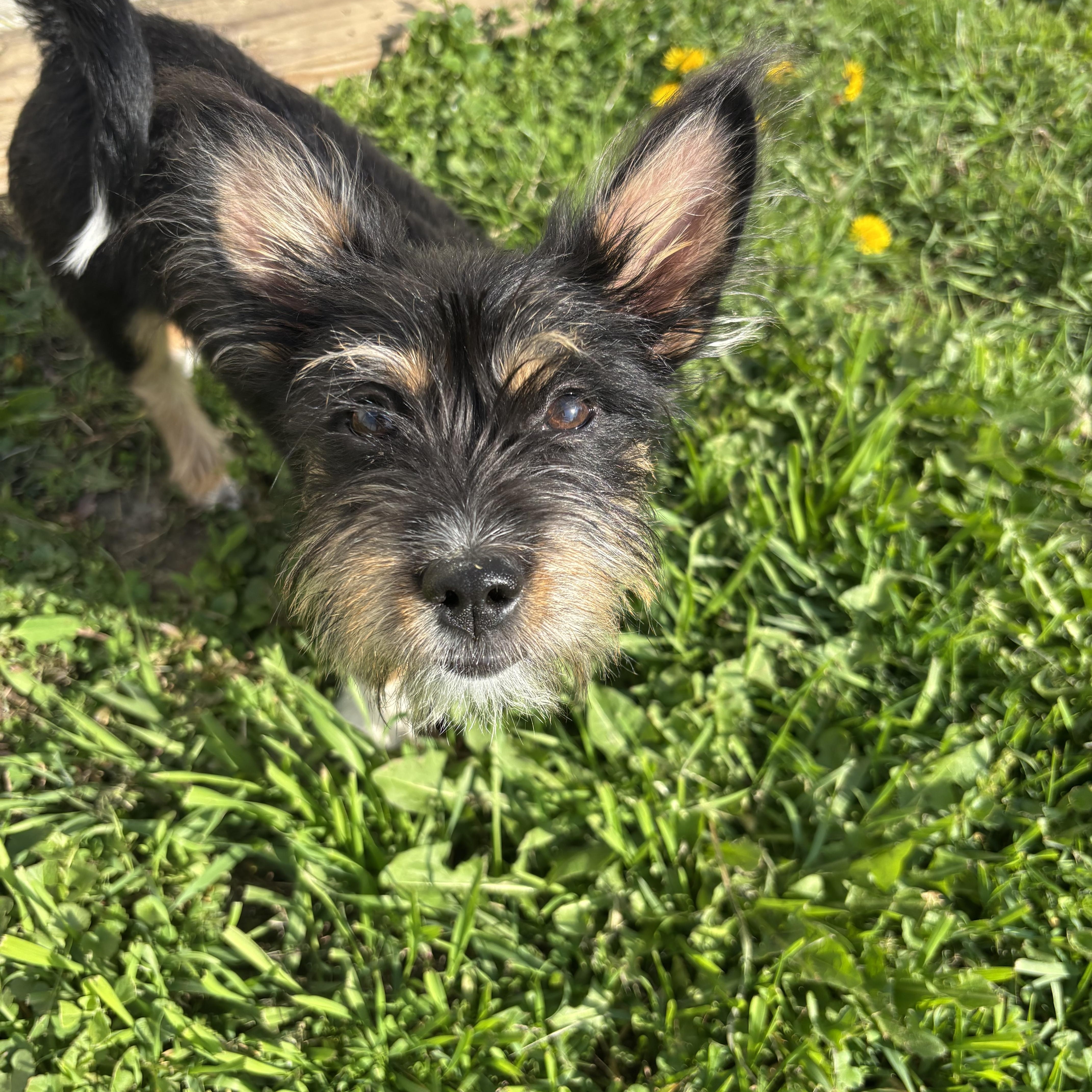 Winnie, an adopted mixed breed in Rochester Hills, MI image 3/3