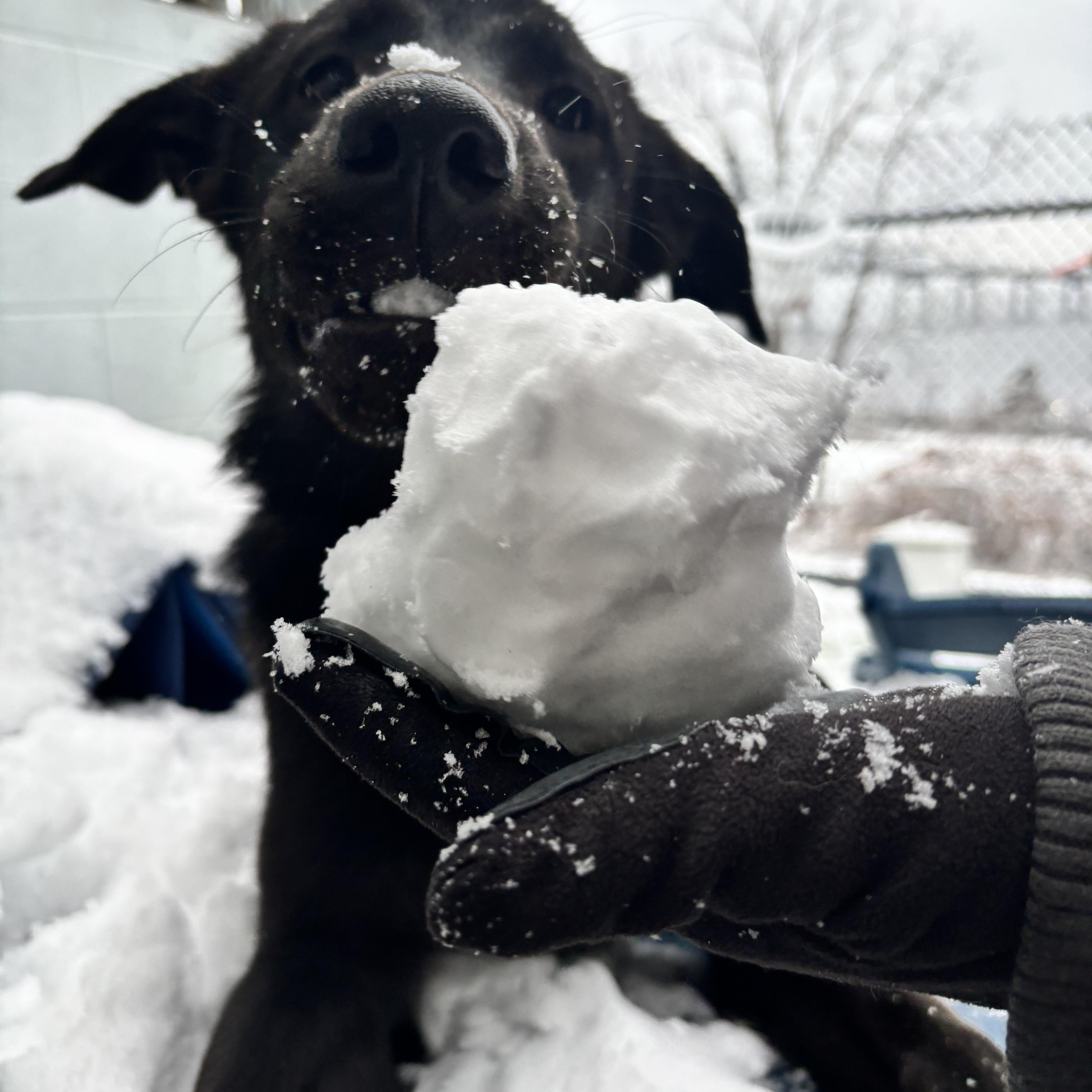 Totoro, ADOPTABLE, Young Male German Shepherd Dog & Black Labrador Retriever.