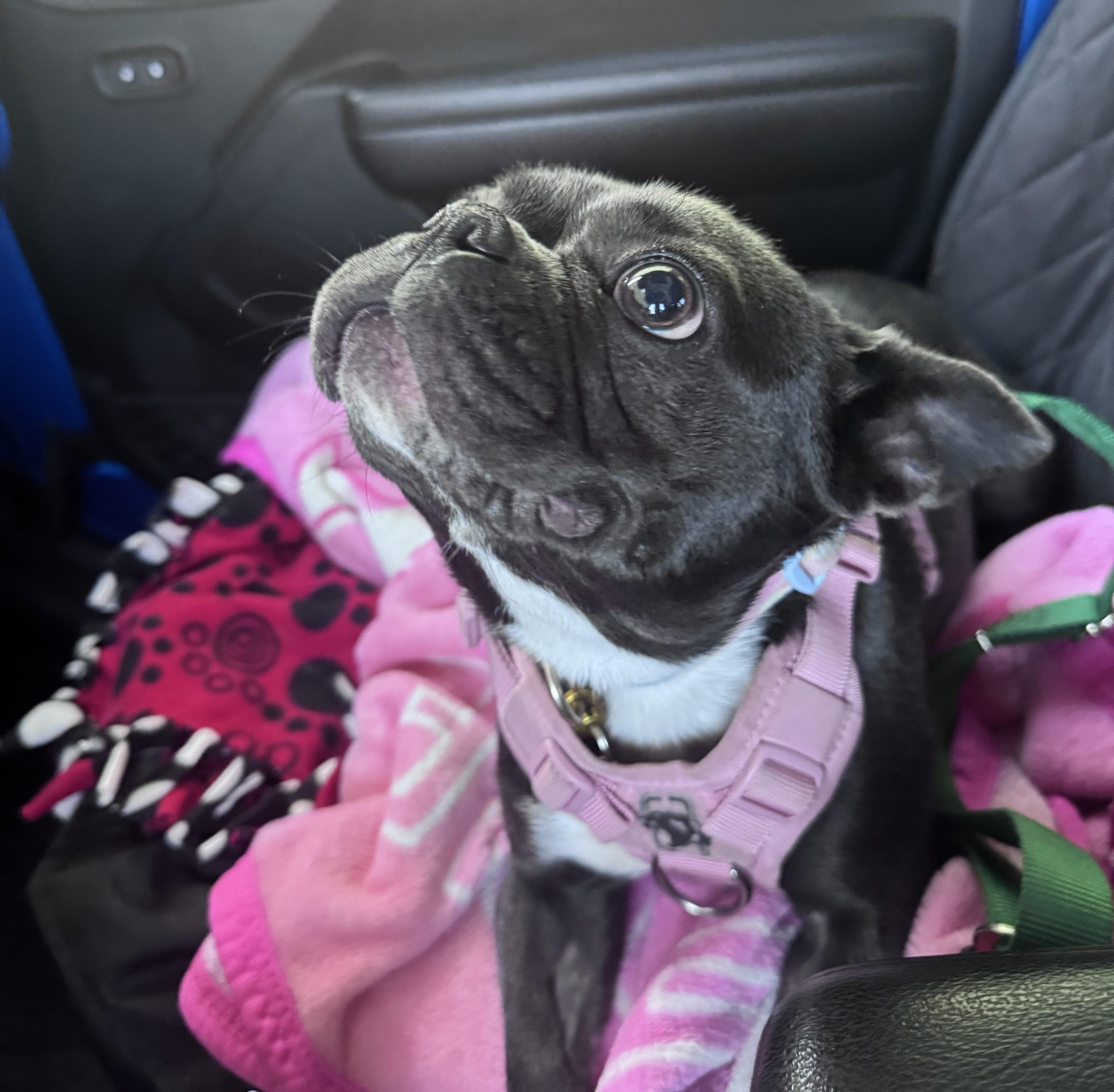 Bailey - Central AZ, Adoptable, Adult Female French Bulldog & Boston Terrier.