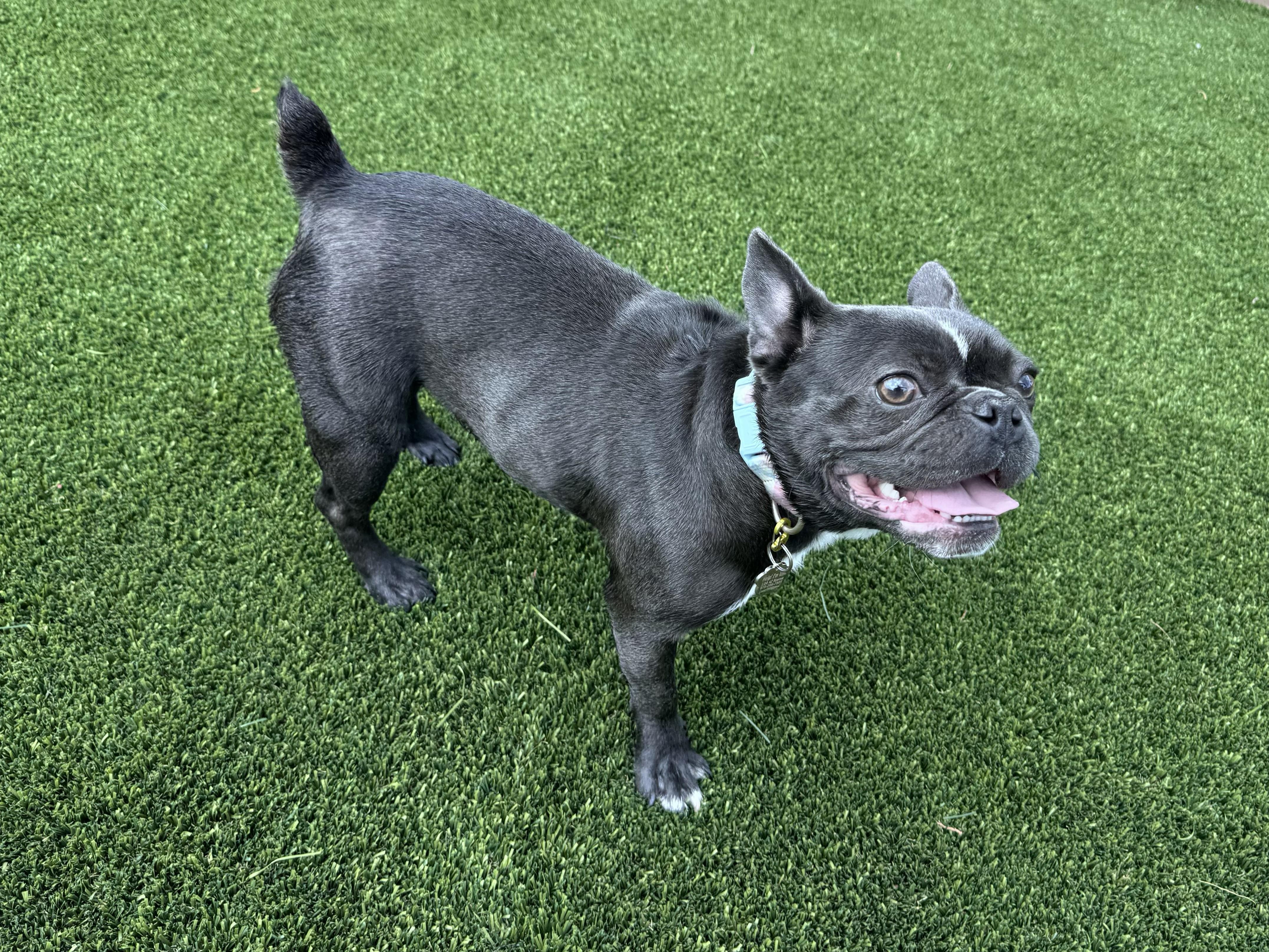 Enlarge Bailey - Central AZ, a Adoptable mixed breed in Mayer, AZ image 4/6