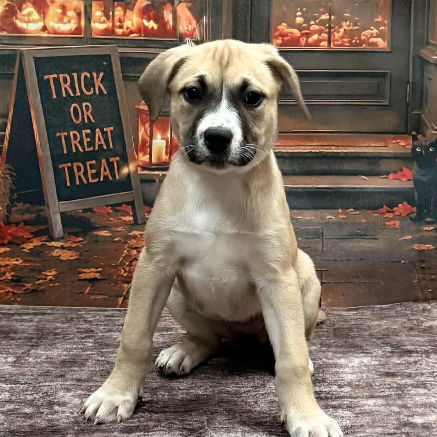 Lainey, Adopted, Puppy Female Mastiff & Labrador Retriever.