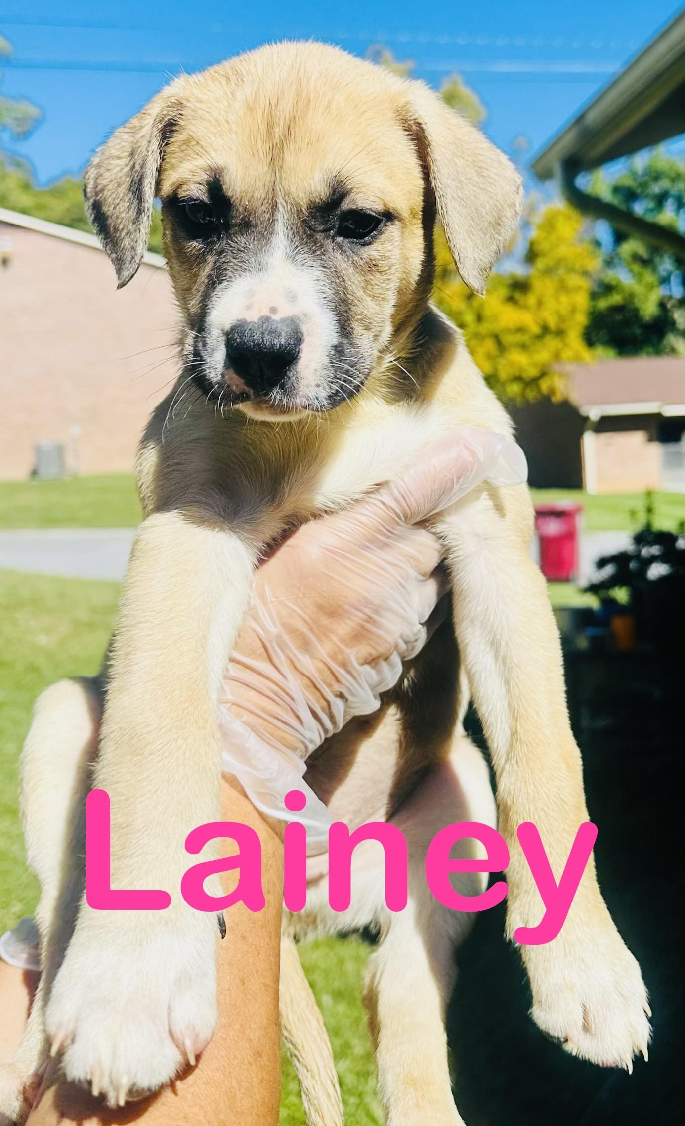 Enlarge Lainey, a Adopted mixed breed in Albany, NY image 2/2