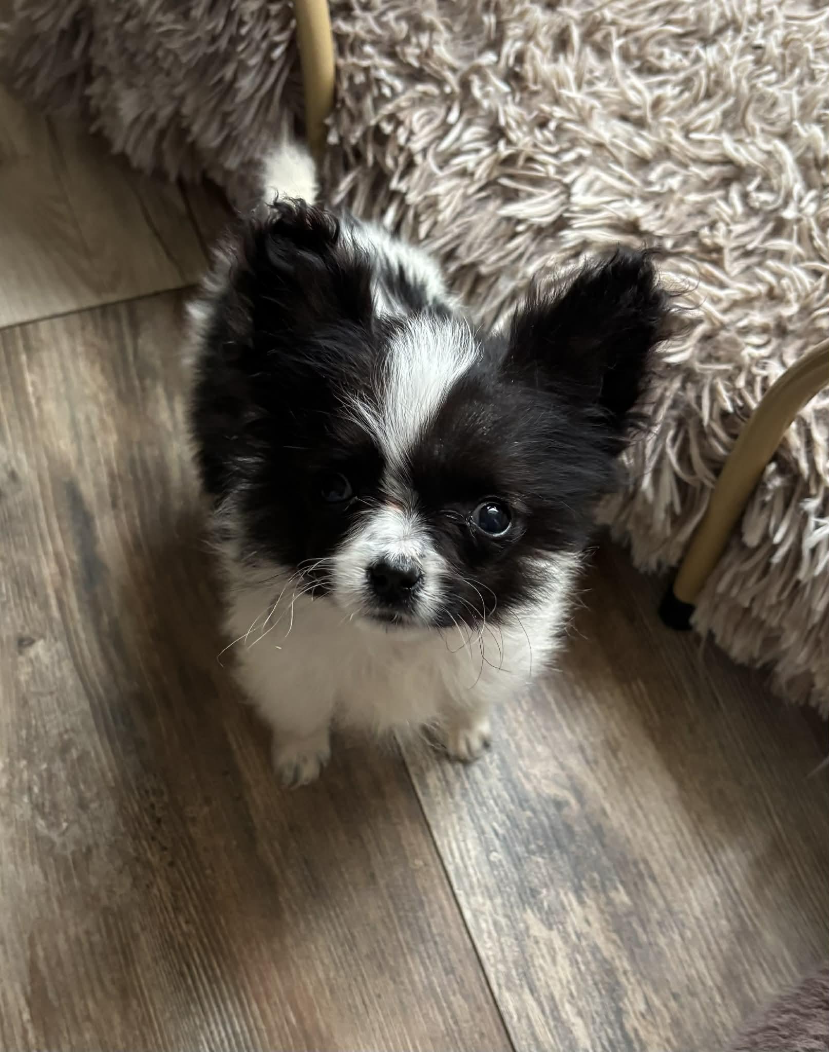 Pippin, an adoptable Papillon in Brockport, NY image 1/5