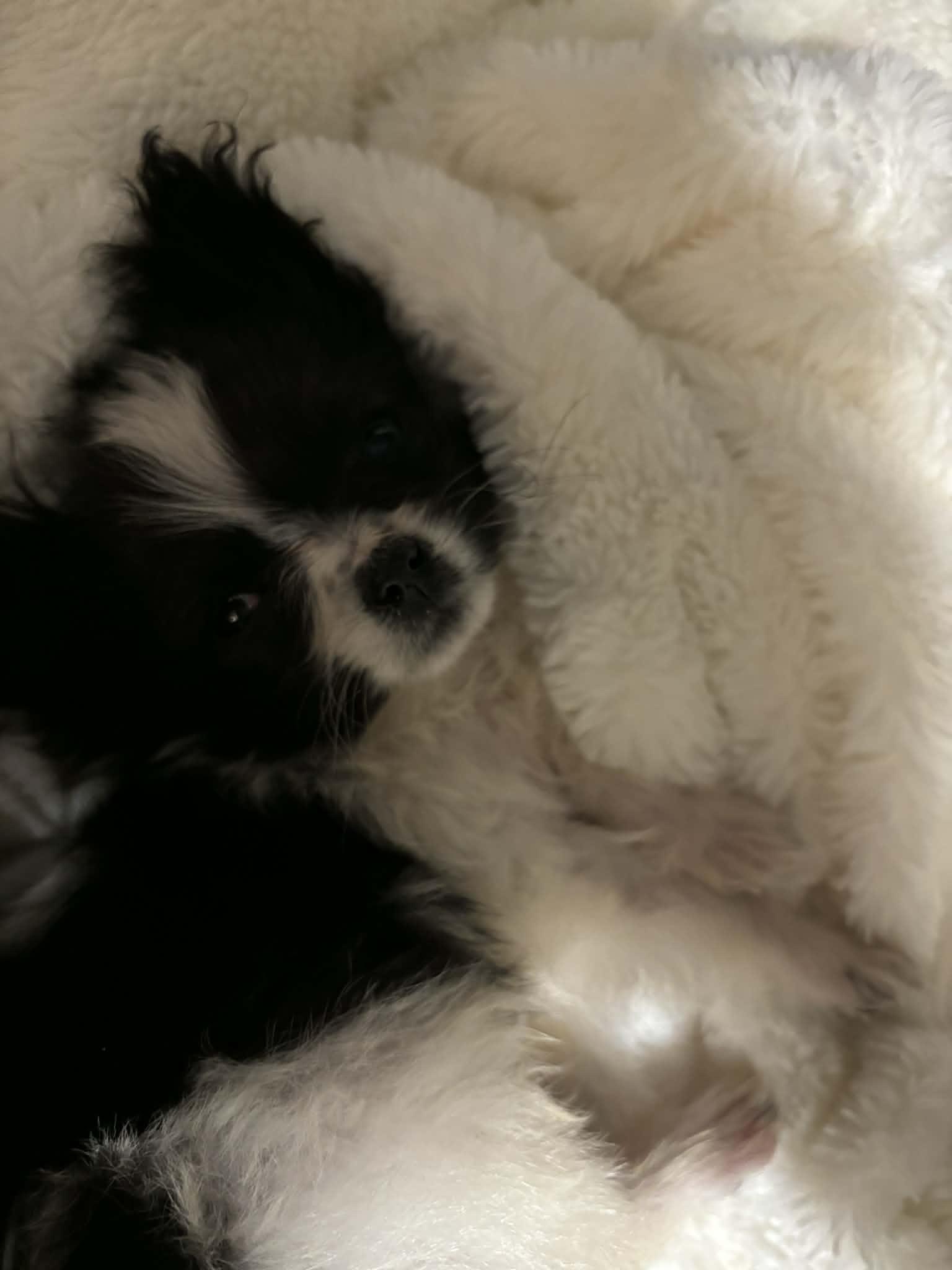 Pippin, an adoptable Papillon in Brockport, NY image 5/5