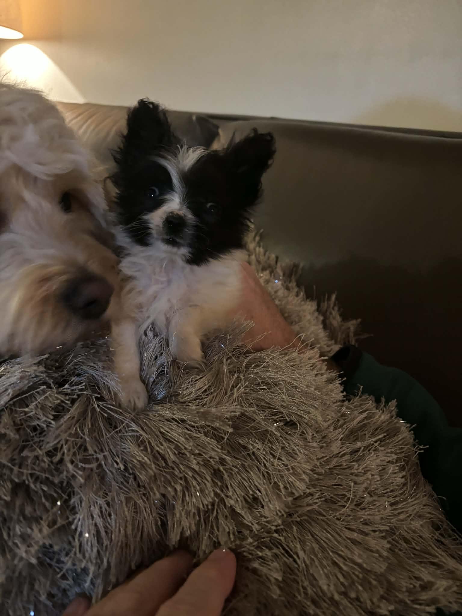 Pippin, an adoptable Papillon in Brockport, NY image 3/5