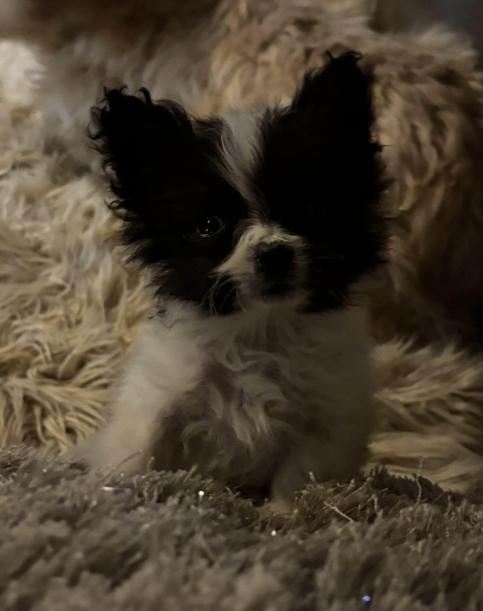 Pippin, an adoptable Papillon in Brockport, NY image 4/5