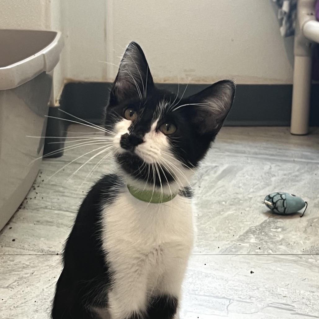 Labyrinth, Adoptable, Kitten Female Domestic Short Hair.