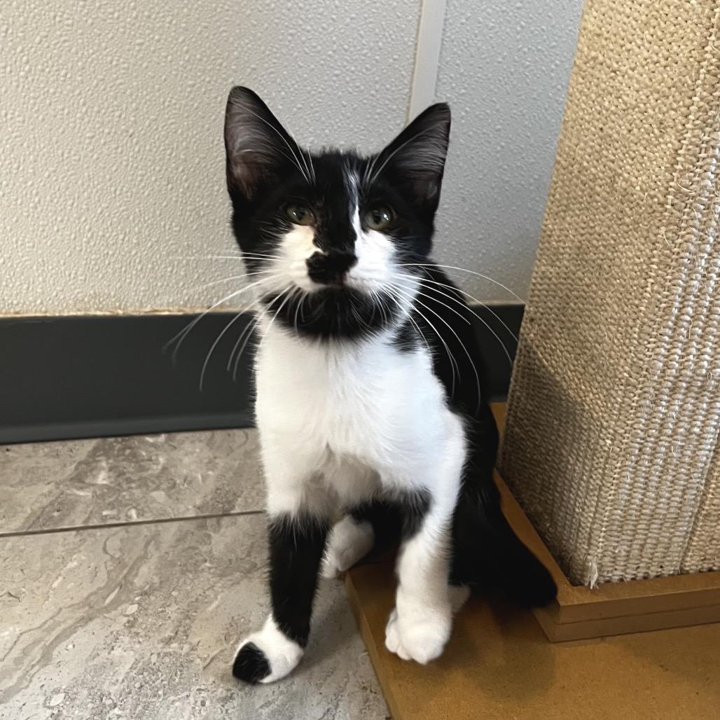 Enlarge Labyrinth, a Adoptable Domestic Short Hair in Brighton, MO image 2/2