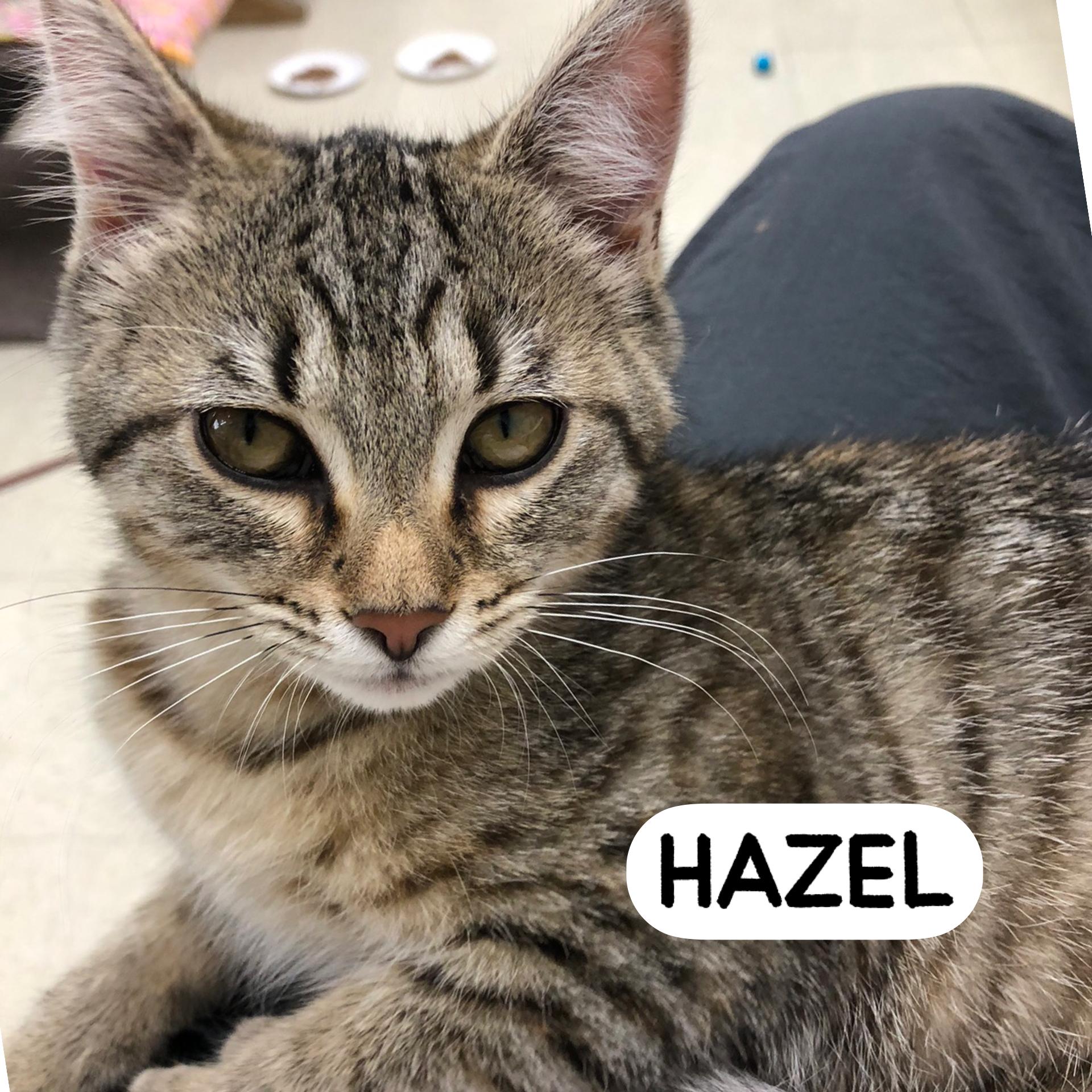 Hazel, an adopted Domestic Short Hair in Warren, OH image 3/3