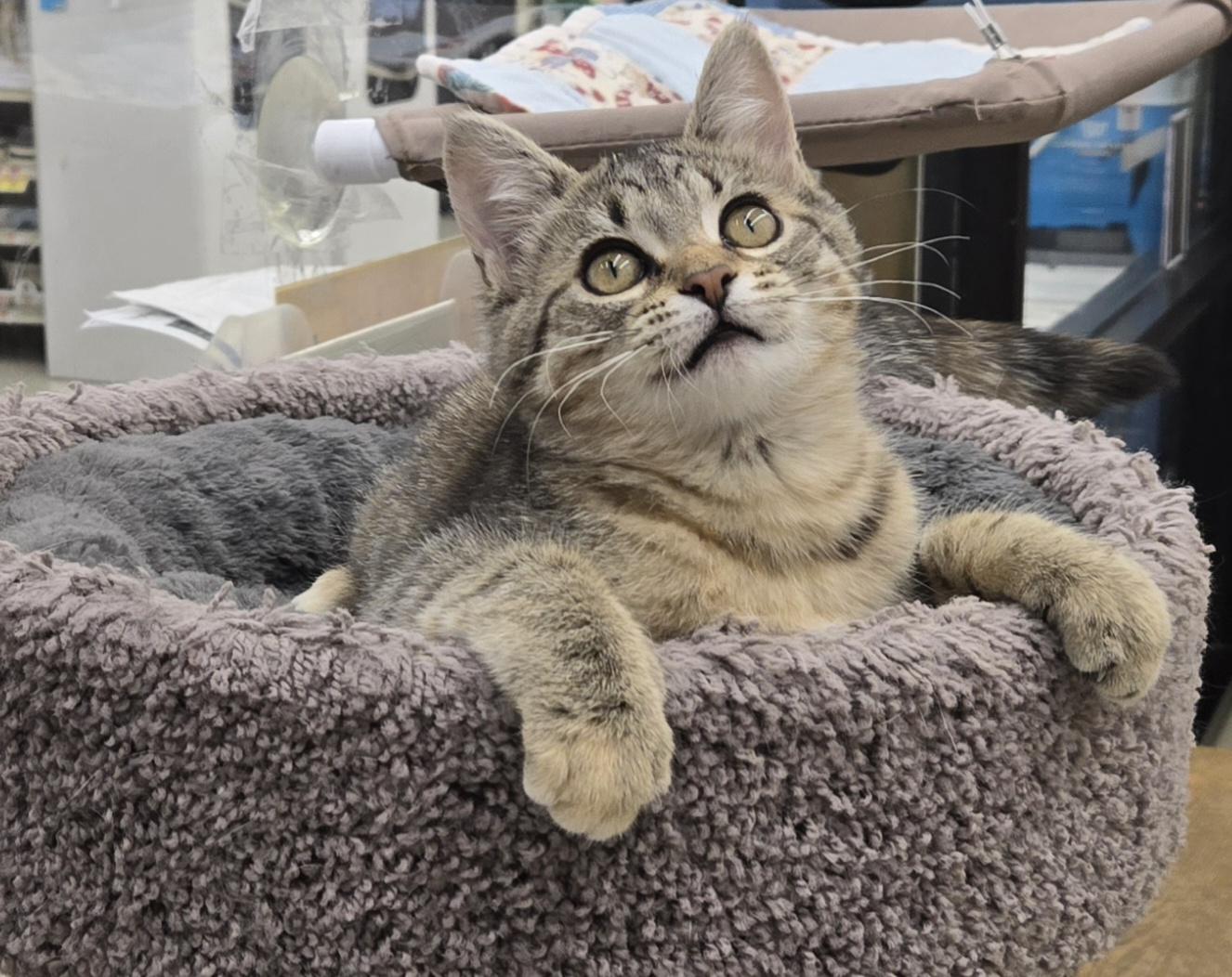 Hazel, adopted, Kitten Female Domestic Short Hair.