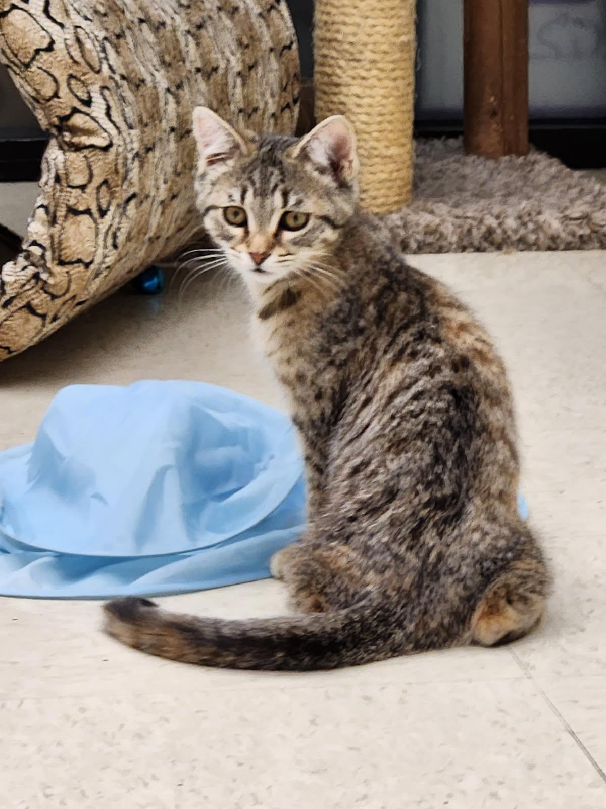Hazel, an adopted Domestic Short Hair in Warren, OH image 2/3