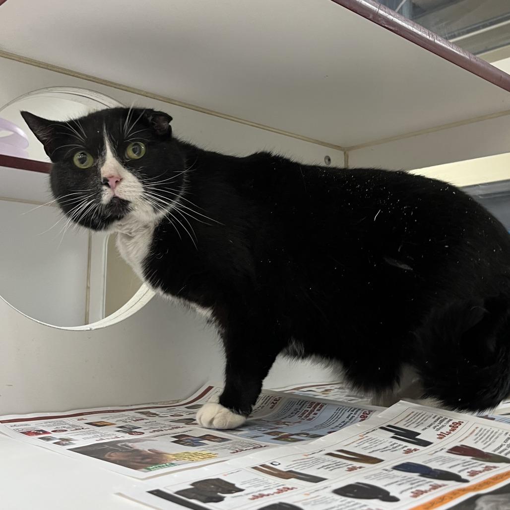 Alayna, Adoptable, Senior Female Domestic Short Hair.
