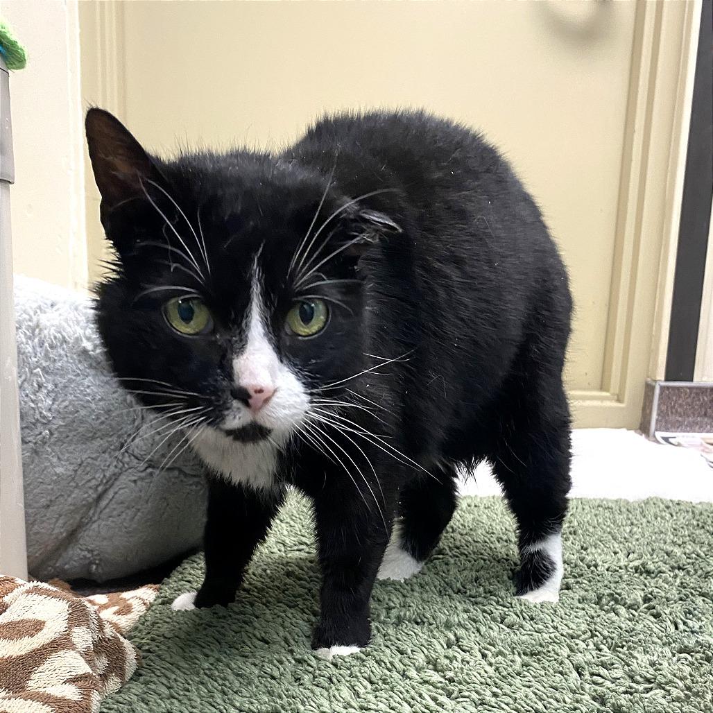 Alayna, a Adoptable Domestic Short Hair in Cheyenne, WY image 2/2