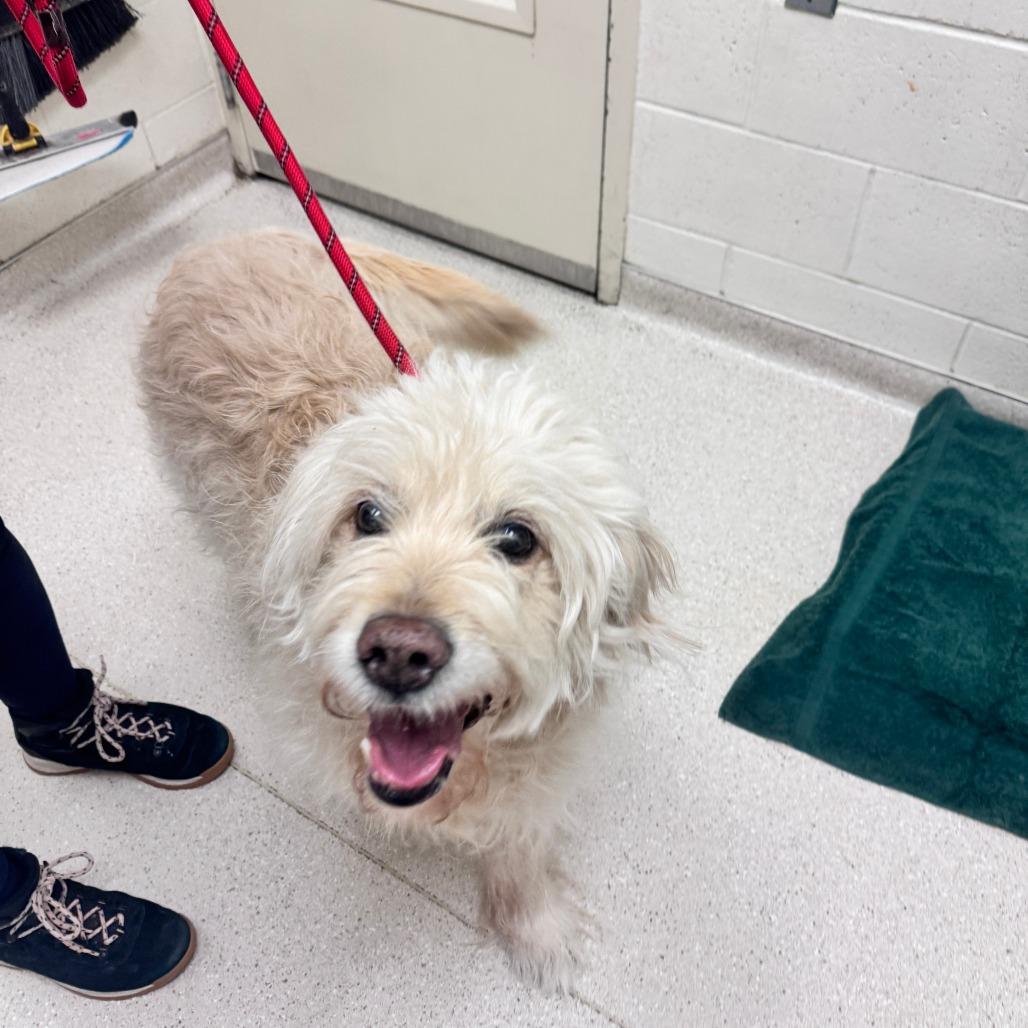 Enlarge Rock n' Roll, a Adoptable mixed breed in Murray, UT image 1/1