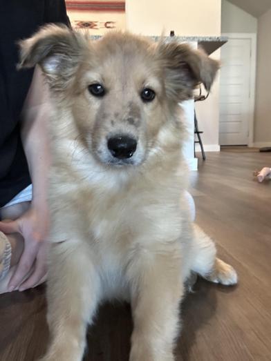 Lotus — thumbnail 2