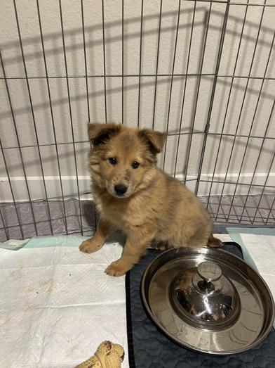 Lotus — thumbnail 6