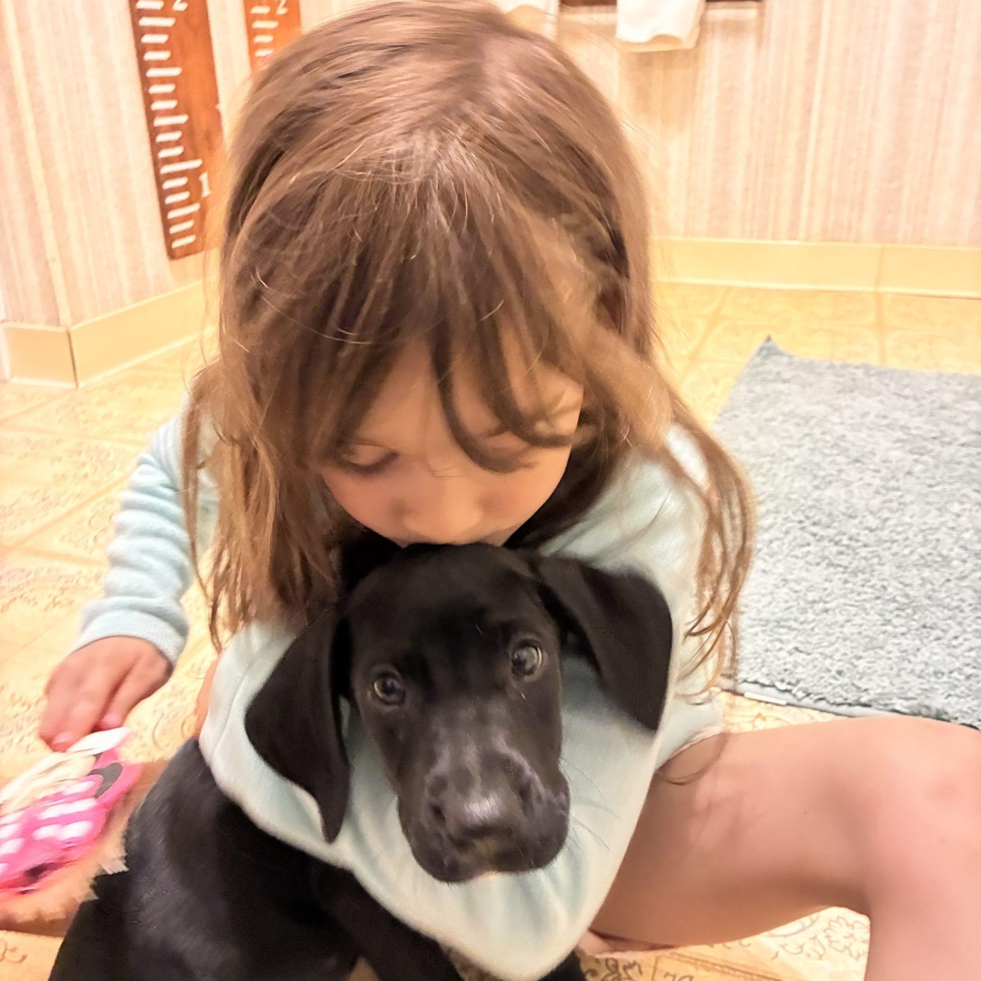 Enlarge Fiona, an adopted Great Dane in Pine Beach, NJ image 2/2