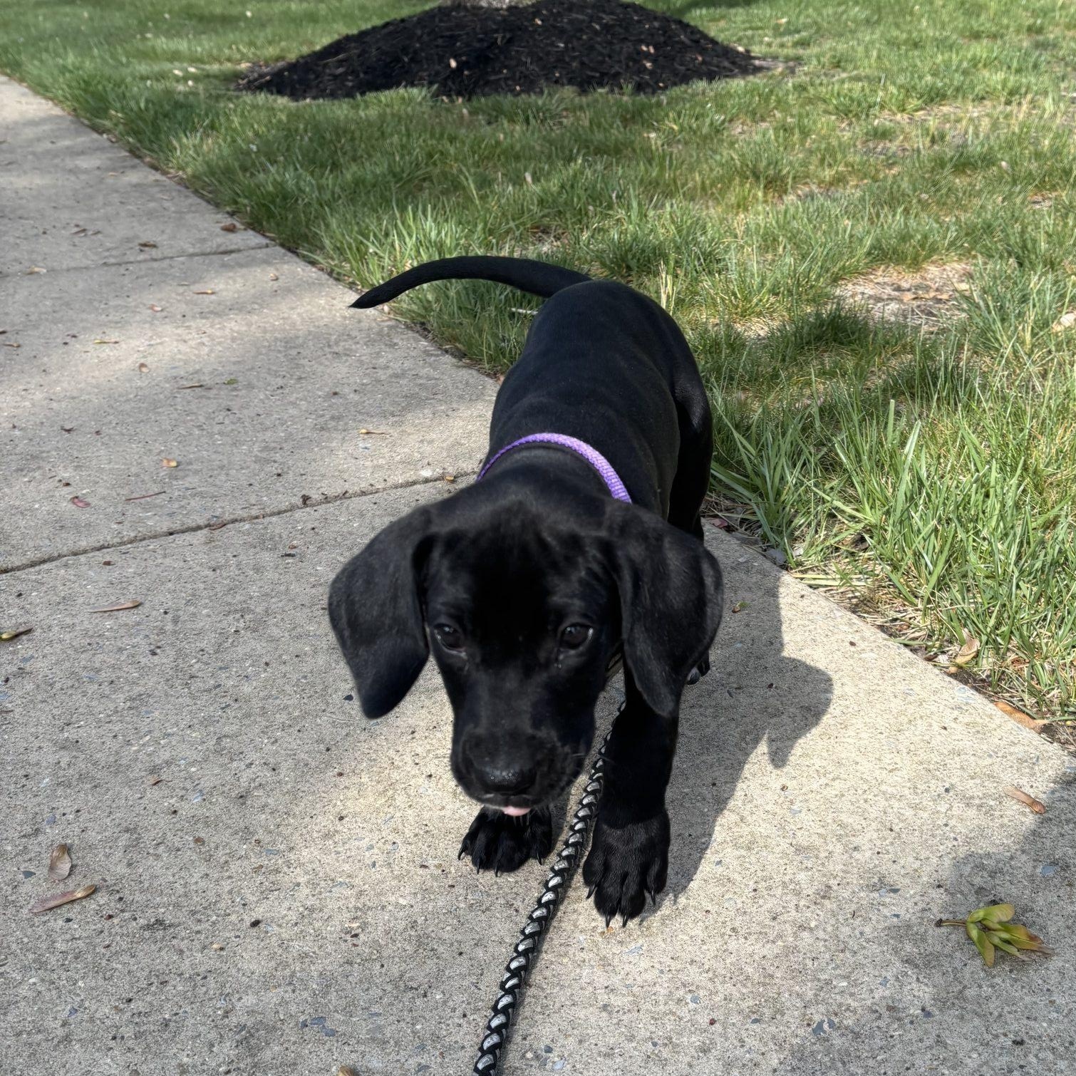 Fiona, adopted, Puppy Female Great Dane.