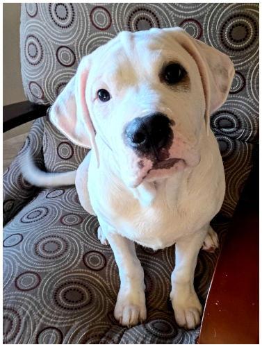 Mugsy, Adoptable, Young Male Pit Bull Terrier & American Bulldog.