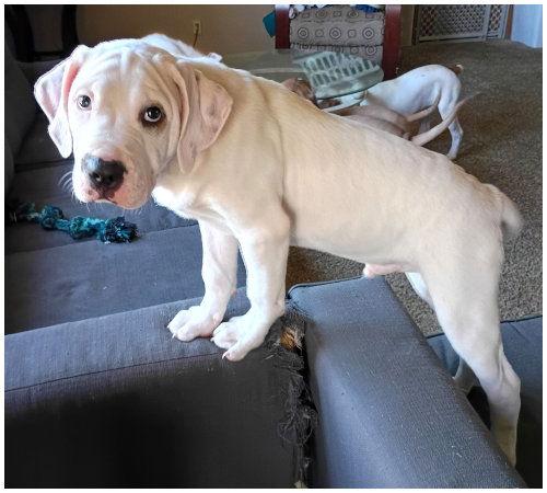 Mugsy, a Adoptable mixed breed in Oak Ridge, TN image 2/3