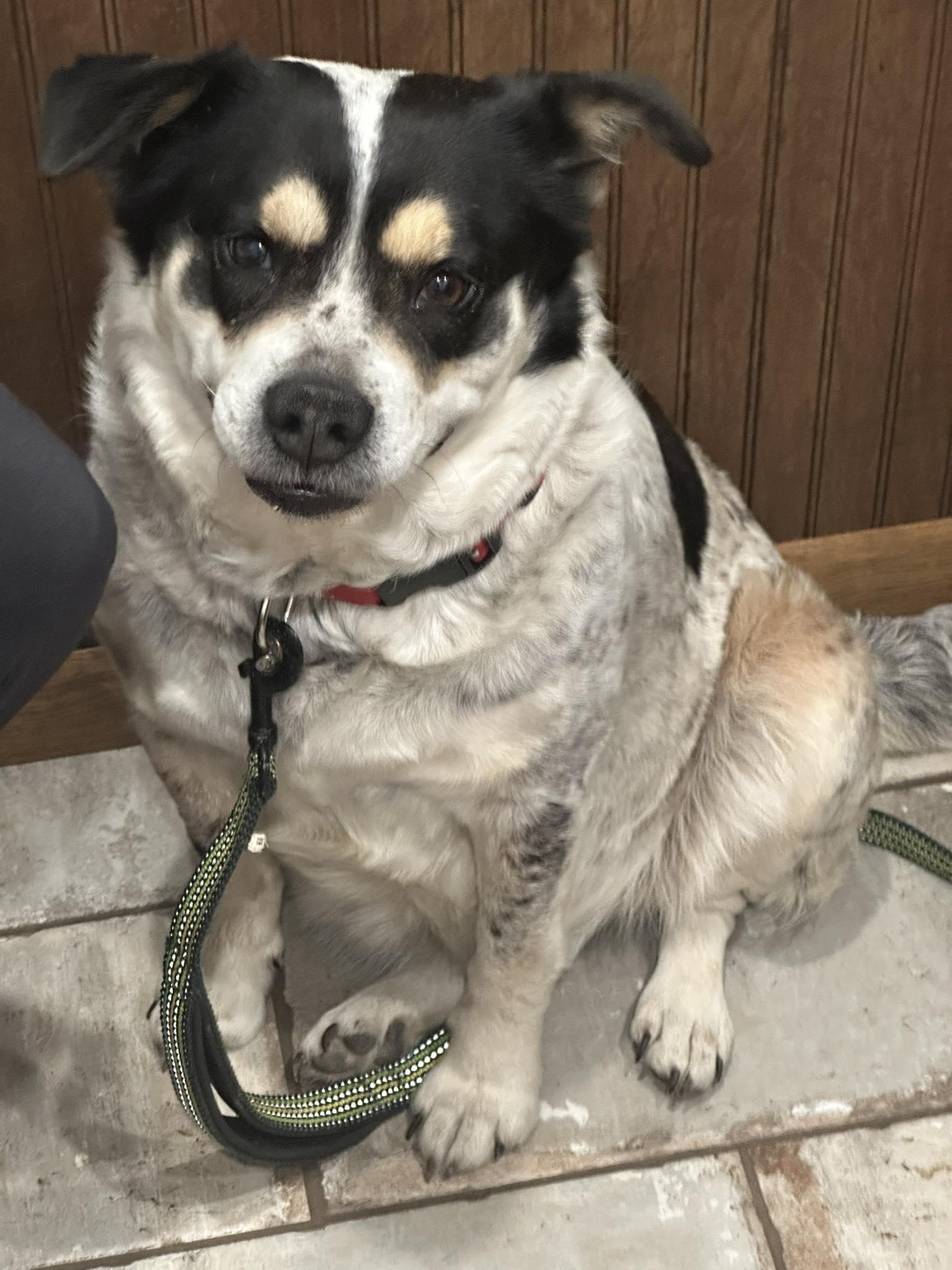 Enlarge Sasha, a Adoptable Australian Cattle Dog / Blue Heeler in Thorndale, TX image 1/3