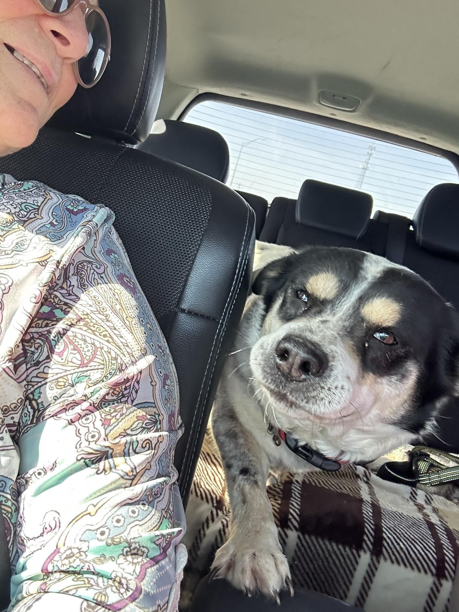 Enlarge Sasha, a Adoptable Australian Cattle Dog / Blue Heeler in Thorndale, TX image 2/3