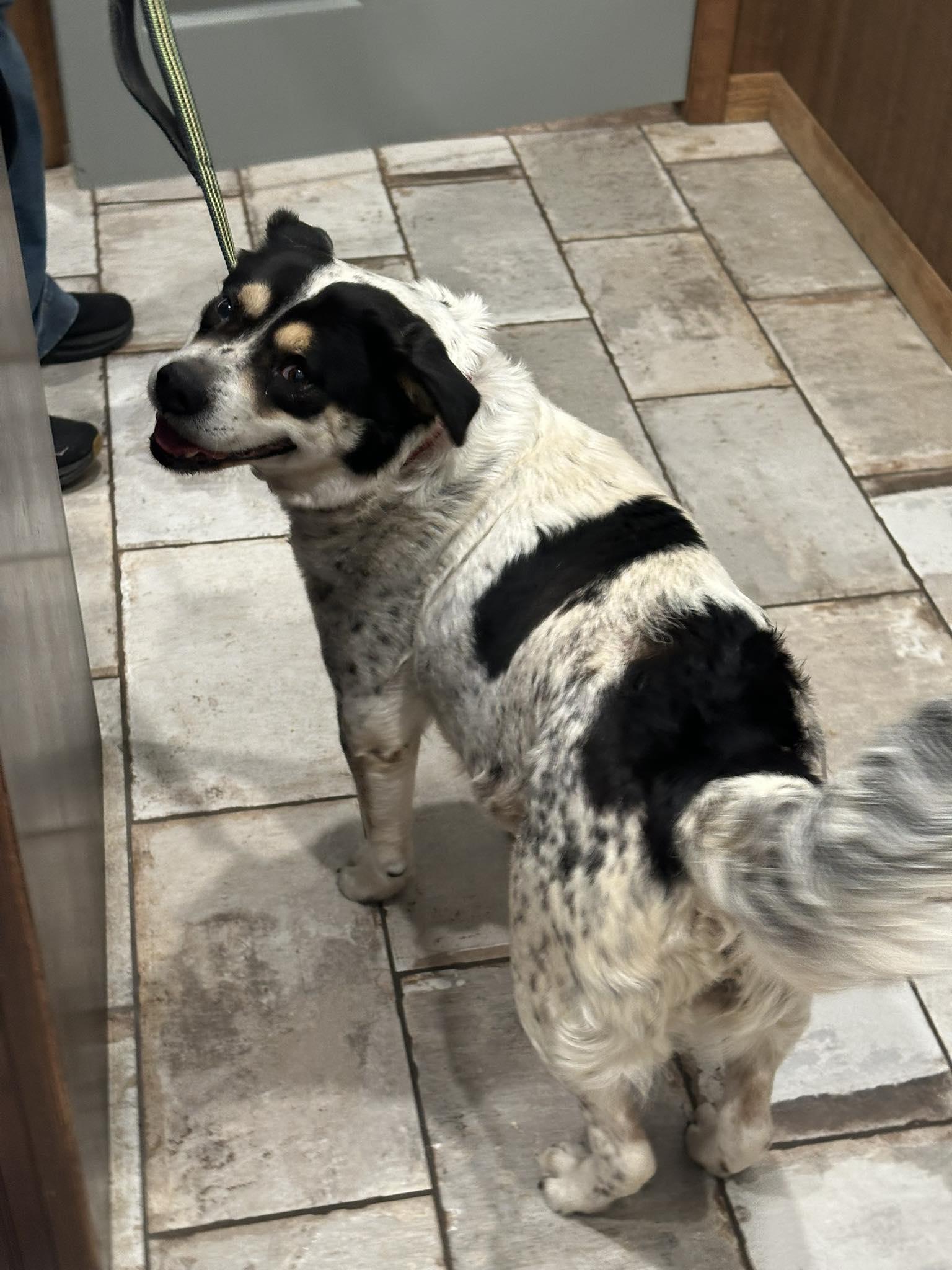 Enlarge Sasha, a Adoptable Australian Cattle Dog / Blue Heeler in Thorndale, TX image 3/3