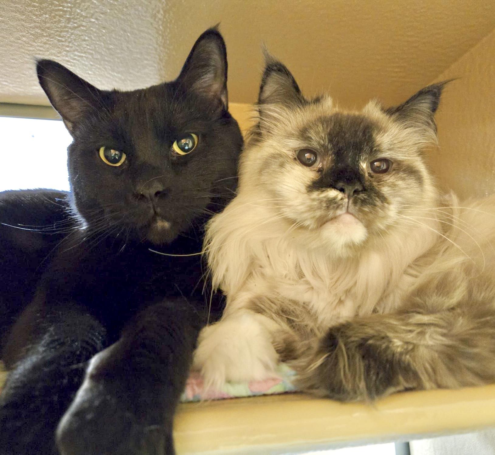 Bali (bonded with Bubba)