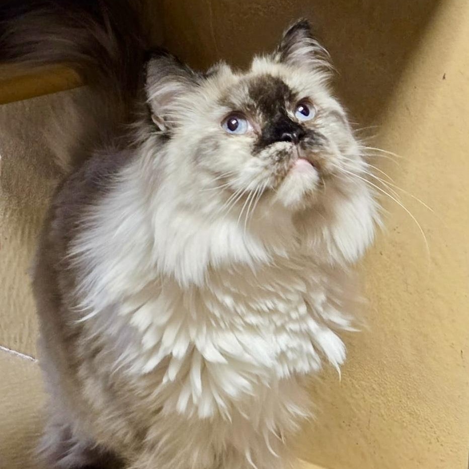 Bali (bonded with Bubba) — thumbnail 2