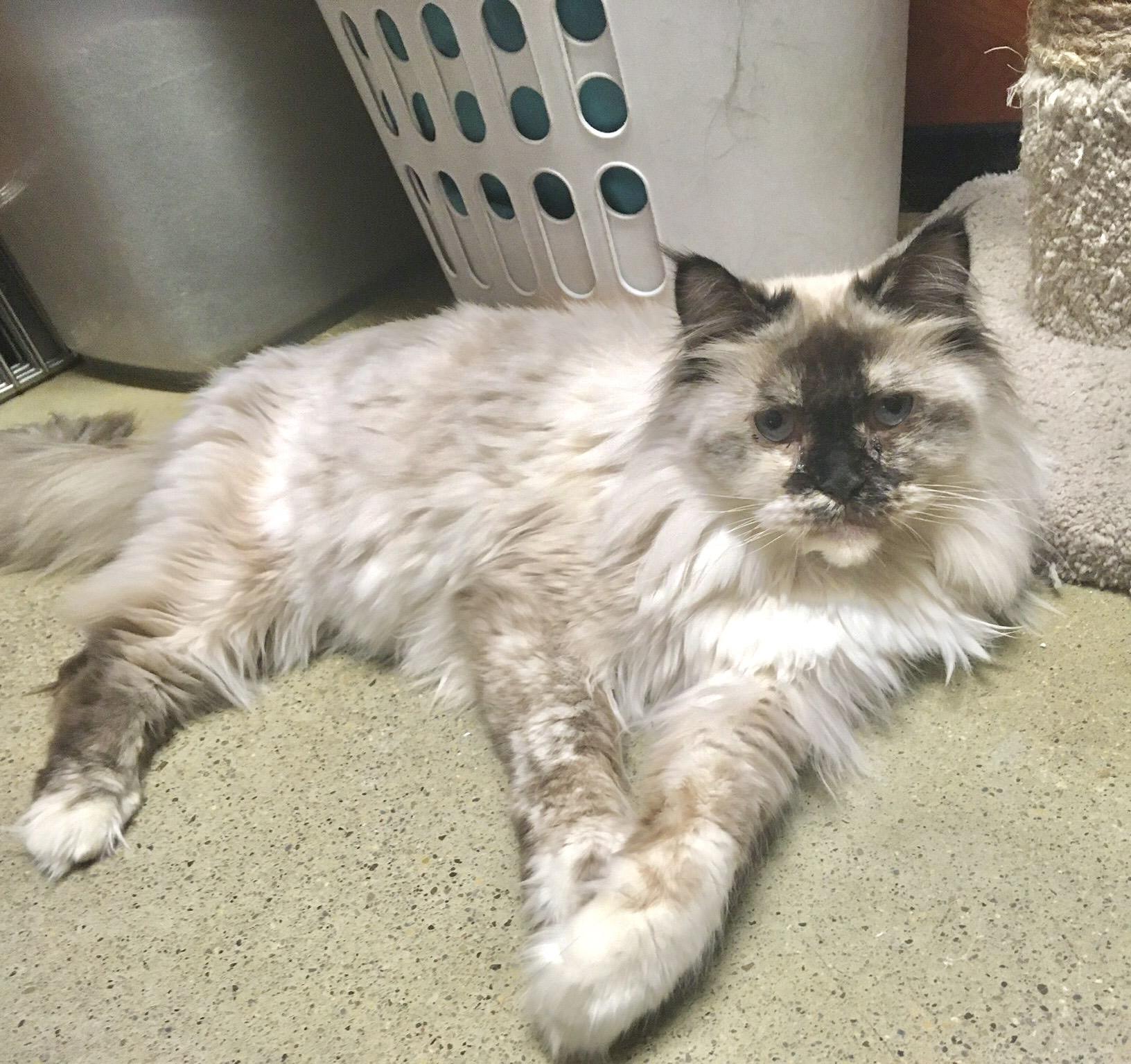 Bali (bonded with Bubba) — thumbnail 4