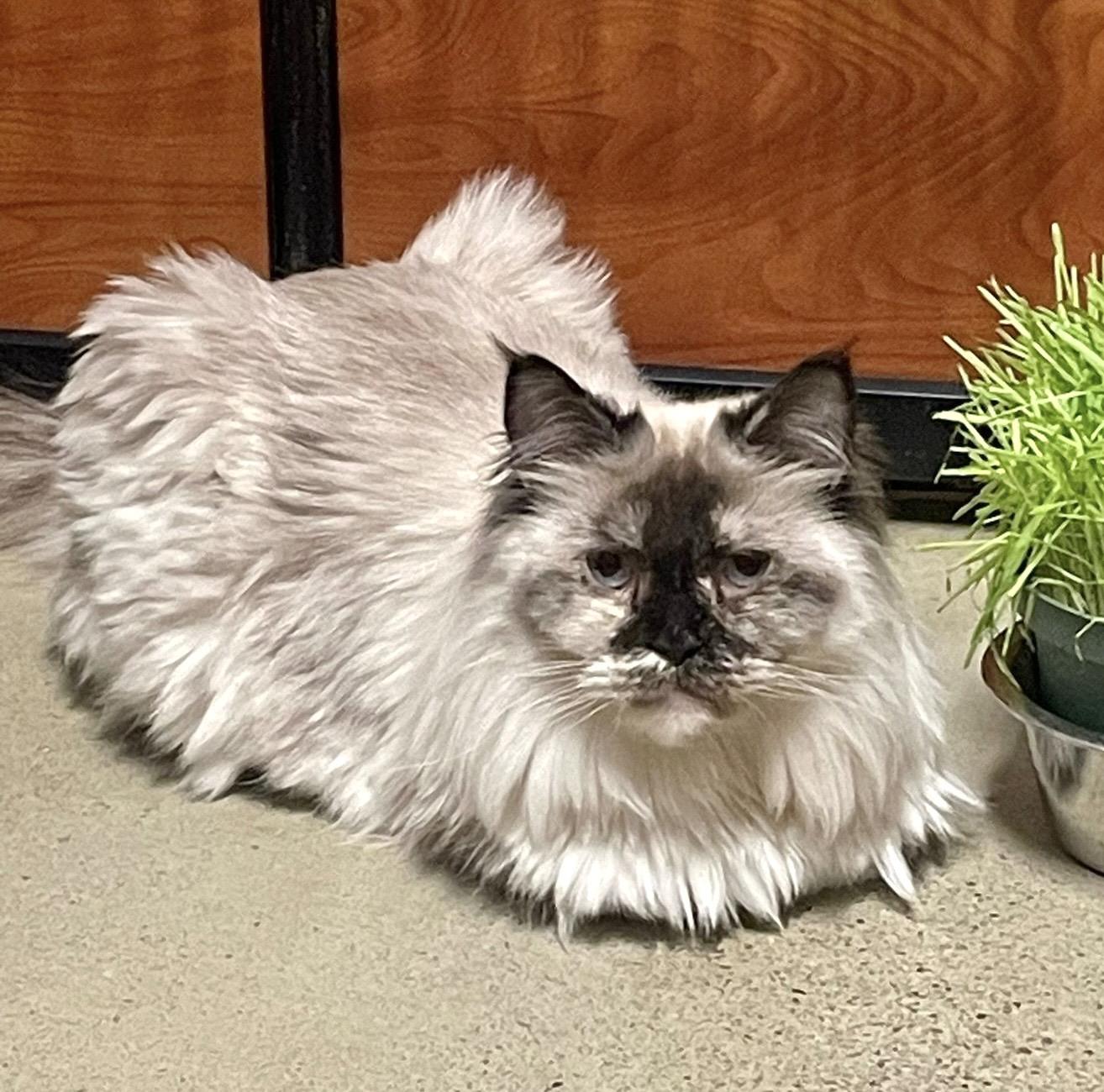 Bali (bonded with Bubba) — thumbnail 5