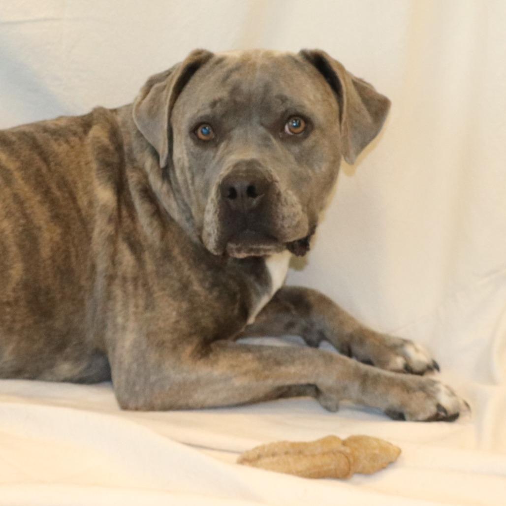 Delilah, a Adoptable mixed breed in Rifle, CO image 2/4