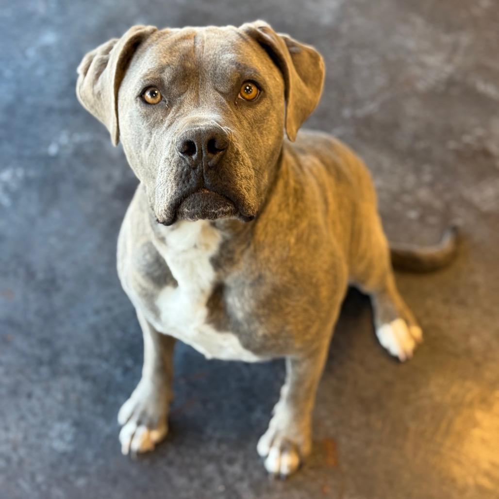 Delilah, a Adoptable mixed breed in Rifle, CO image 3/4