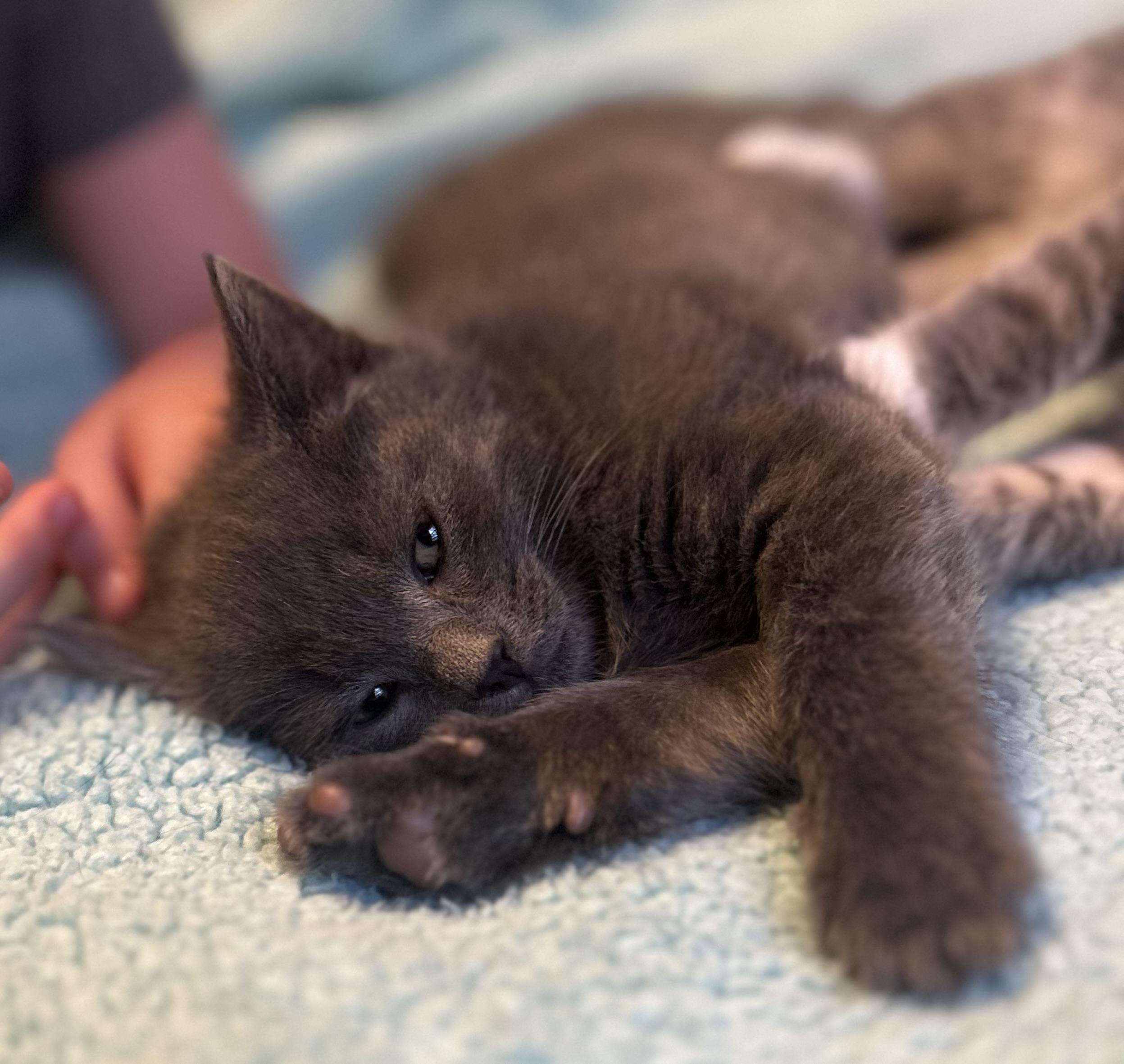 Nibbles, ADOPTABLE, Kitten Female Domestic Short Hair.
